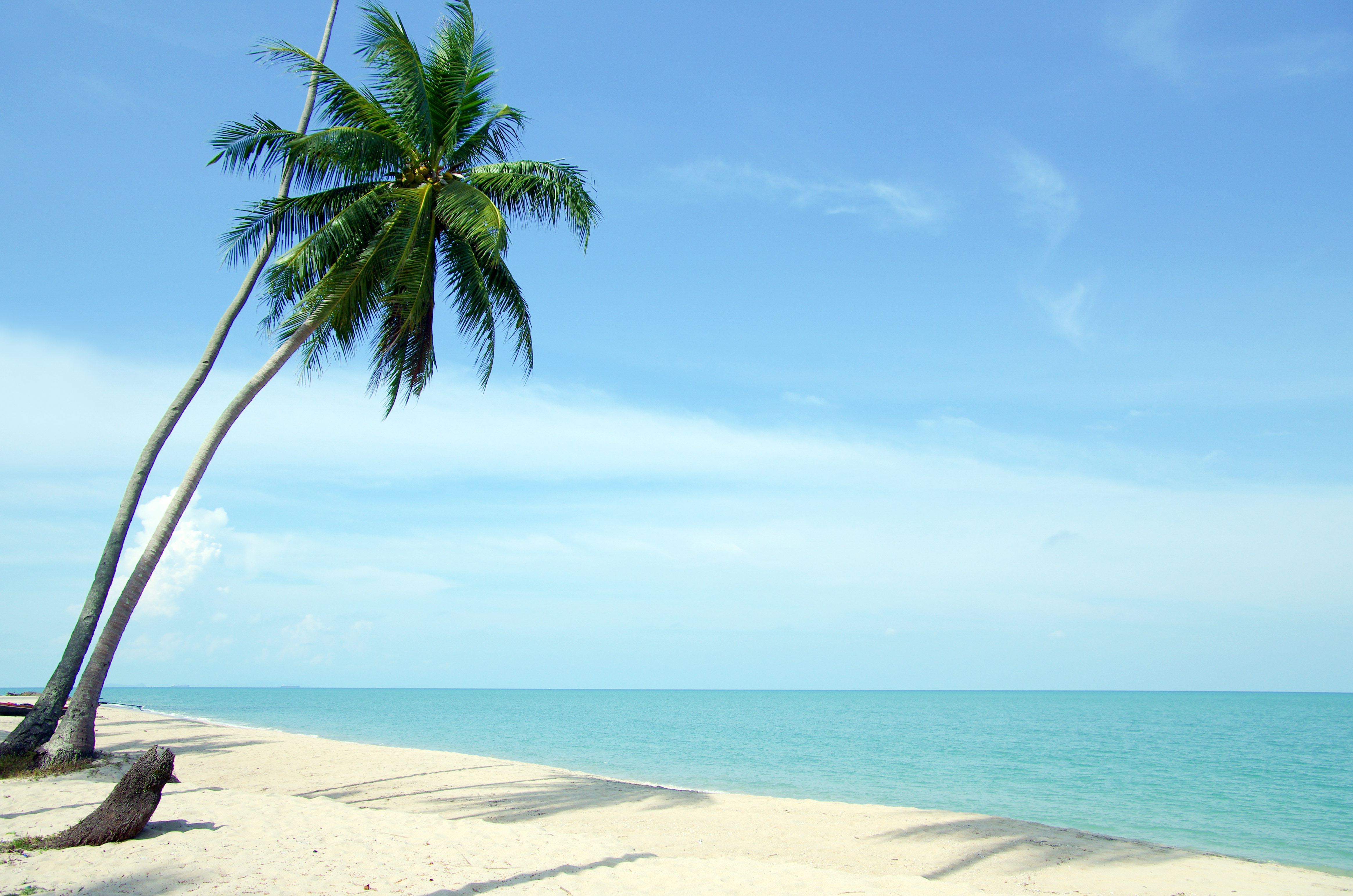 What Did The Hurricane Say To The Coconut Palm Tree