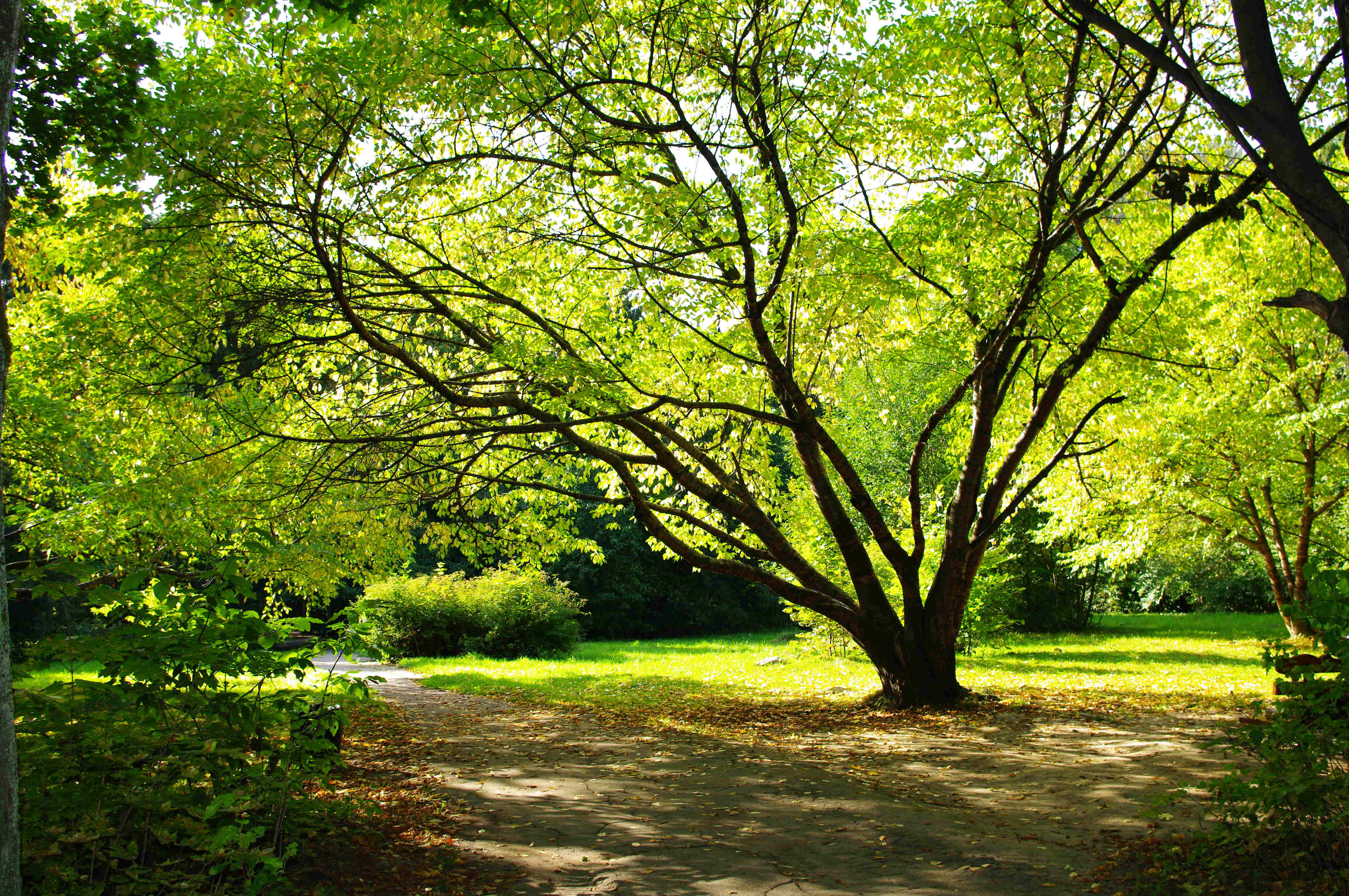 Фото деревьев лето. Природа деревья. Деревья летом. Дерево зеленое. Красивое дерево.