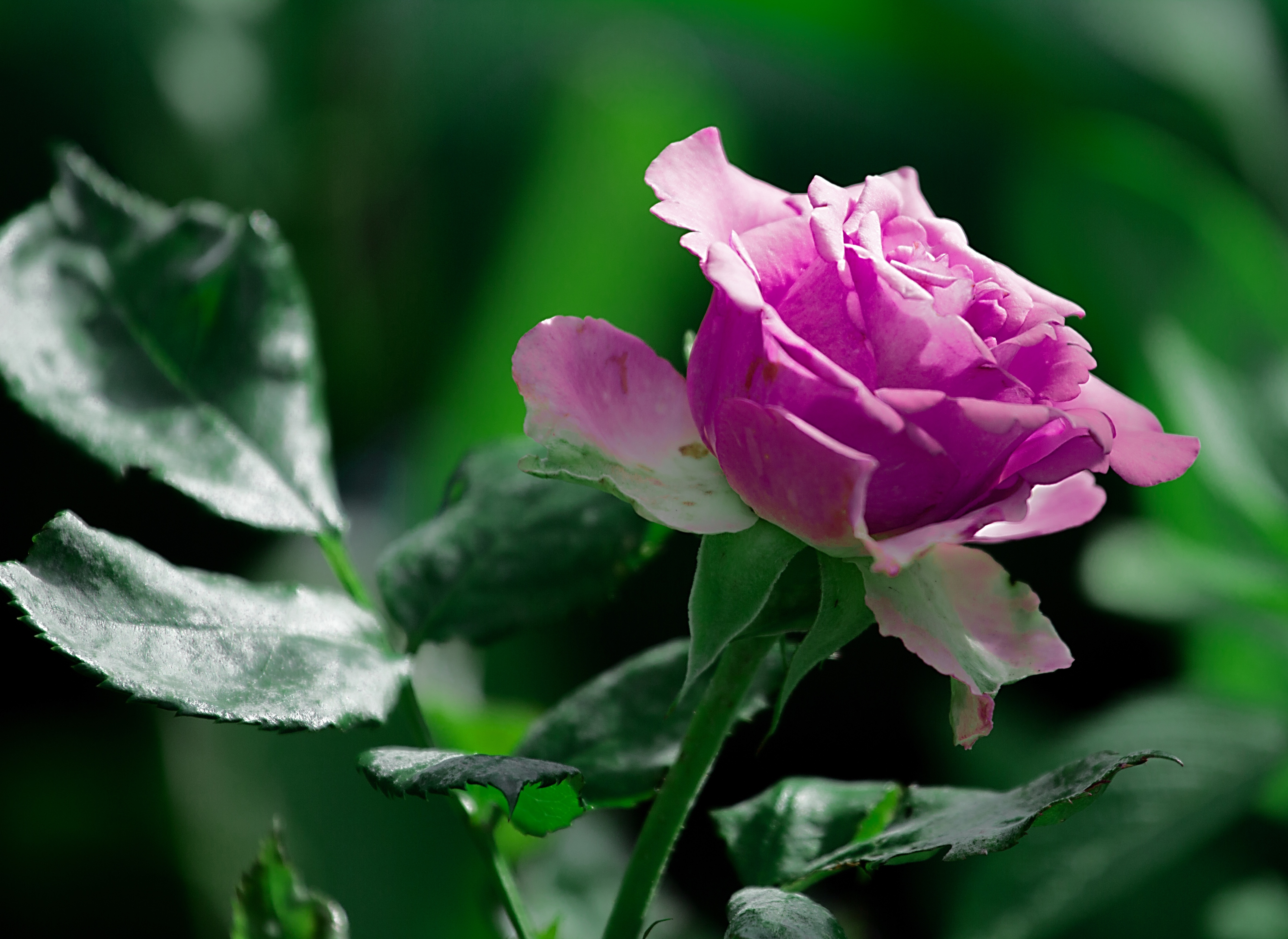 Розовый сиреневый зеленый. Бутоны дамасской розы. Изумительные цветы. Крупные цветы.