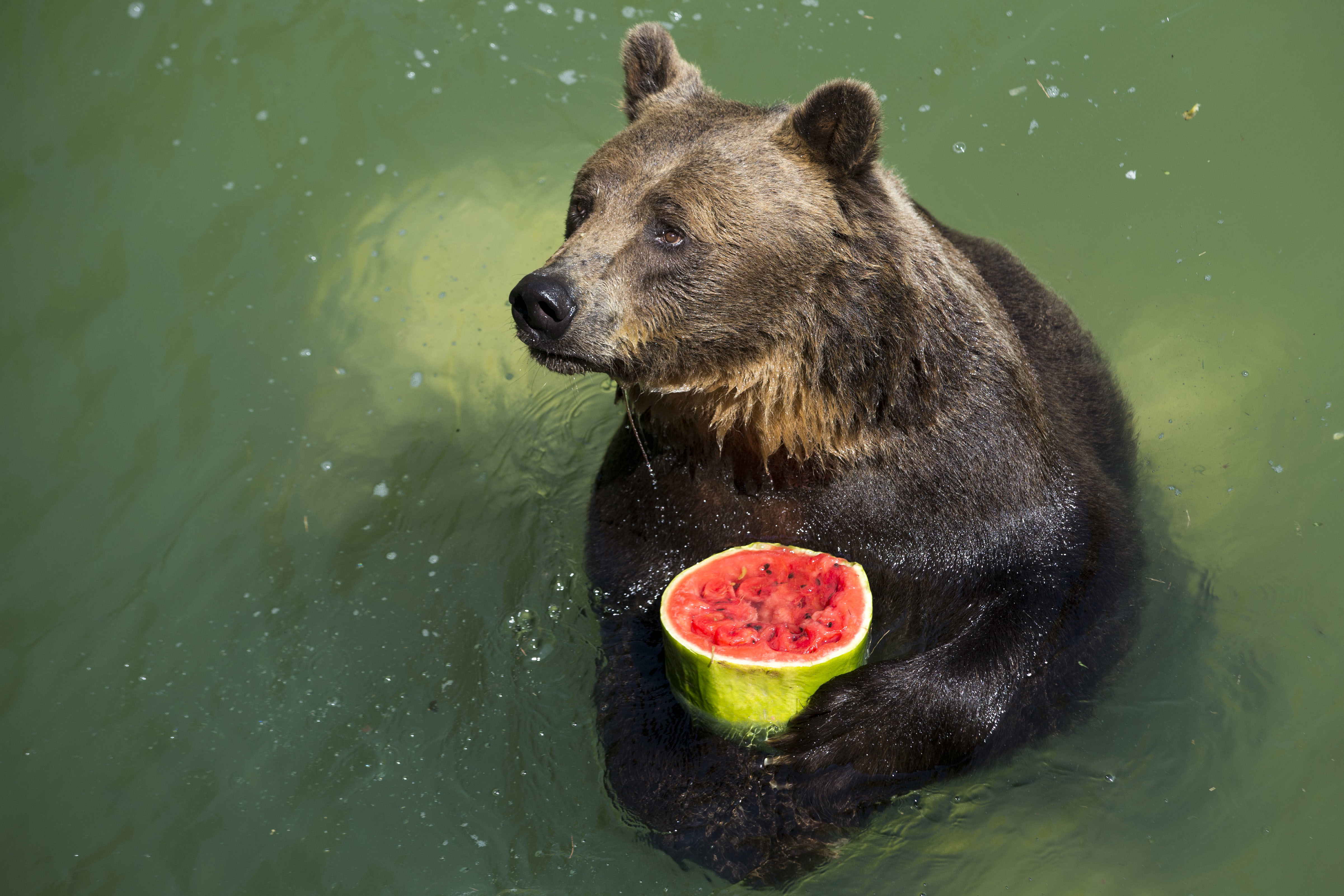 Как ведут образ жизни животные. Рацион питания бурого медведя. Бурый медведь. Медведь ест. Медведь ест ягоды.