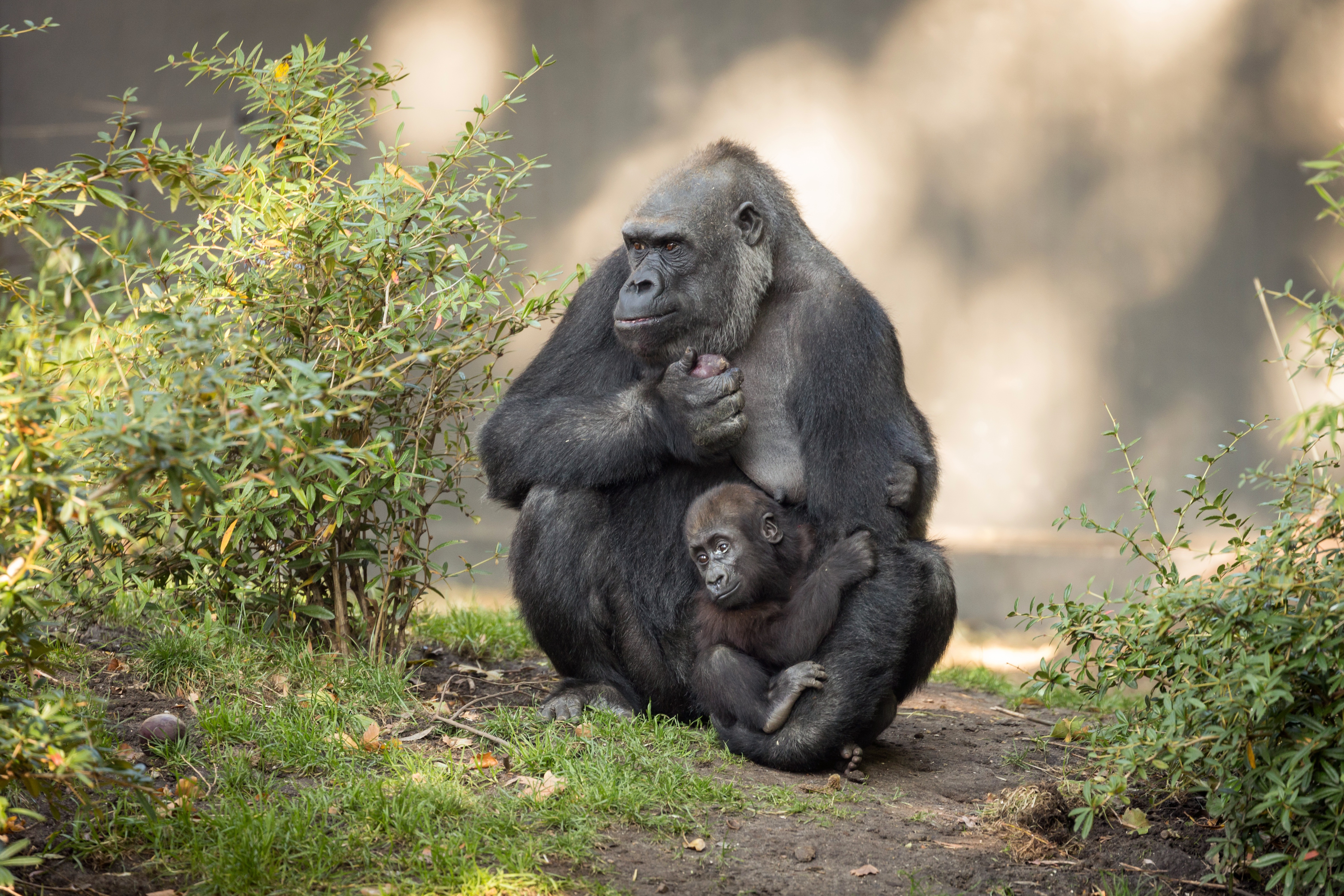 Обезьяны гориллы шимпанзе