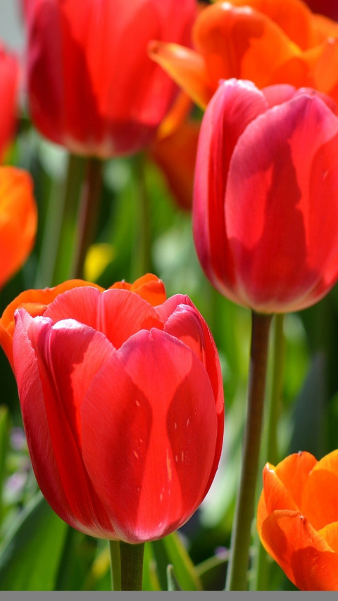 spring, petals, garden, meadow, tulips