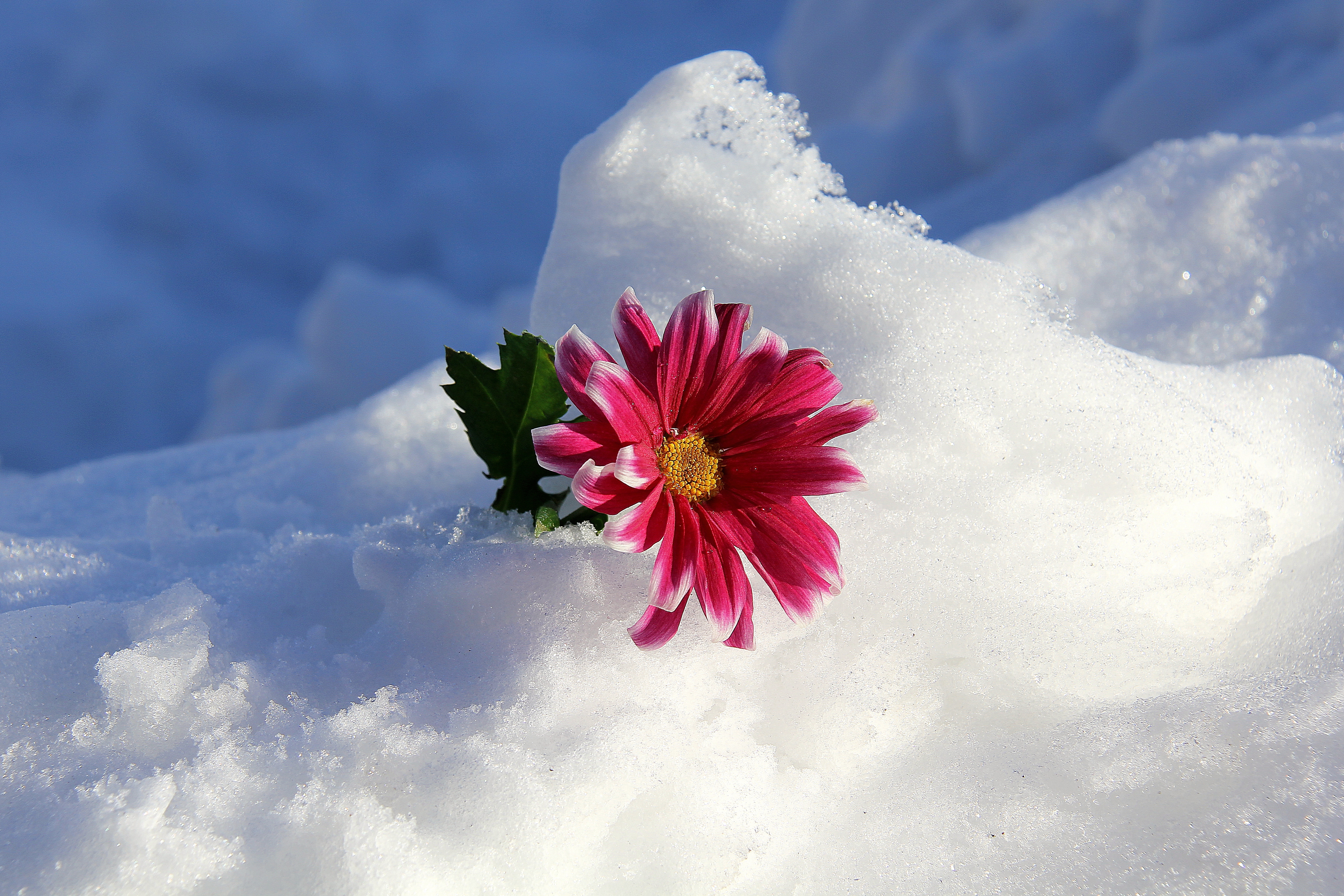 Цветок зима красивая