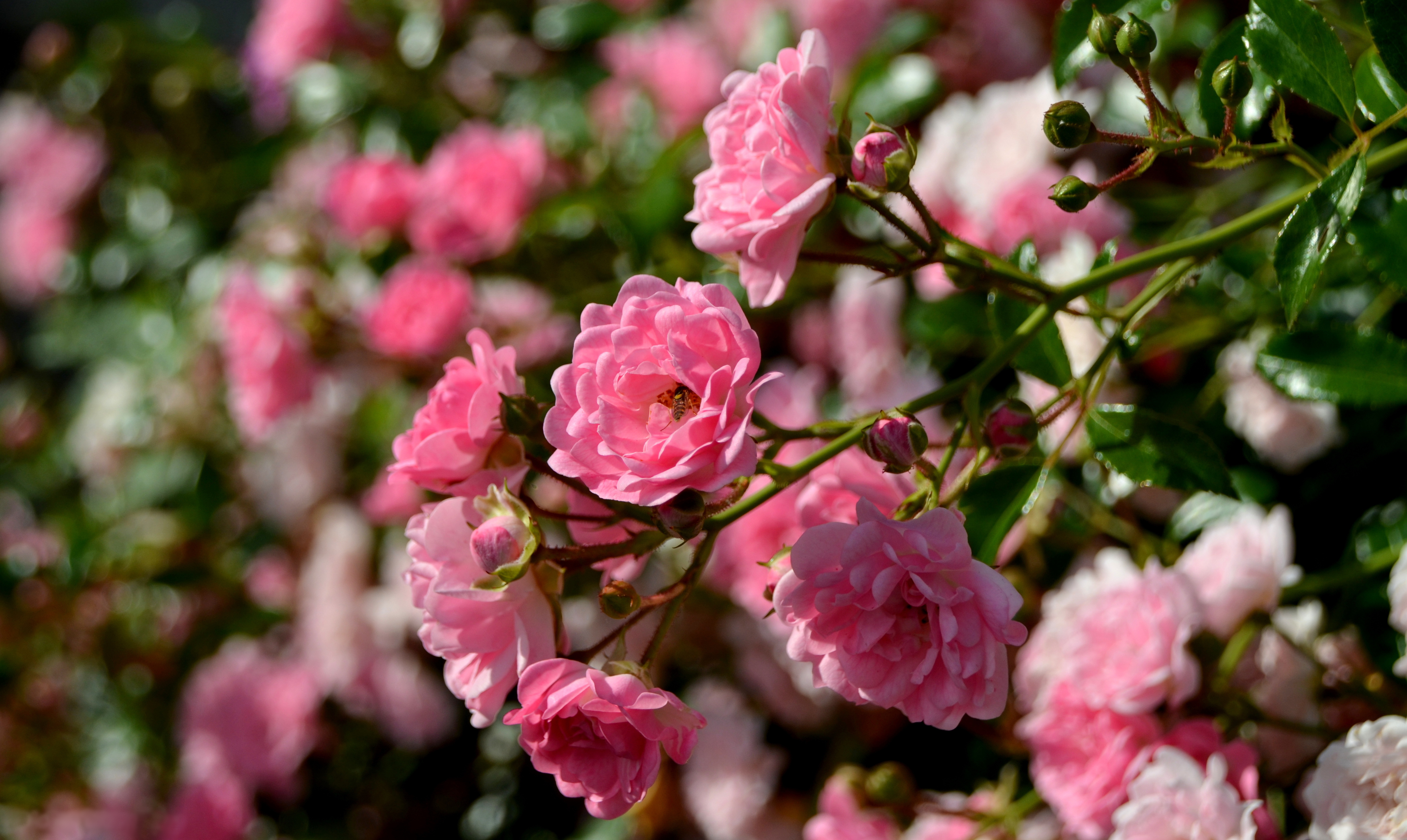 Маленькие цветы розового цвета. Ремонтантные розы.
