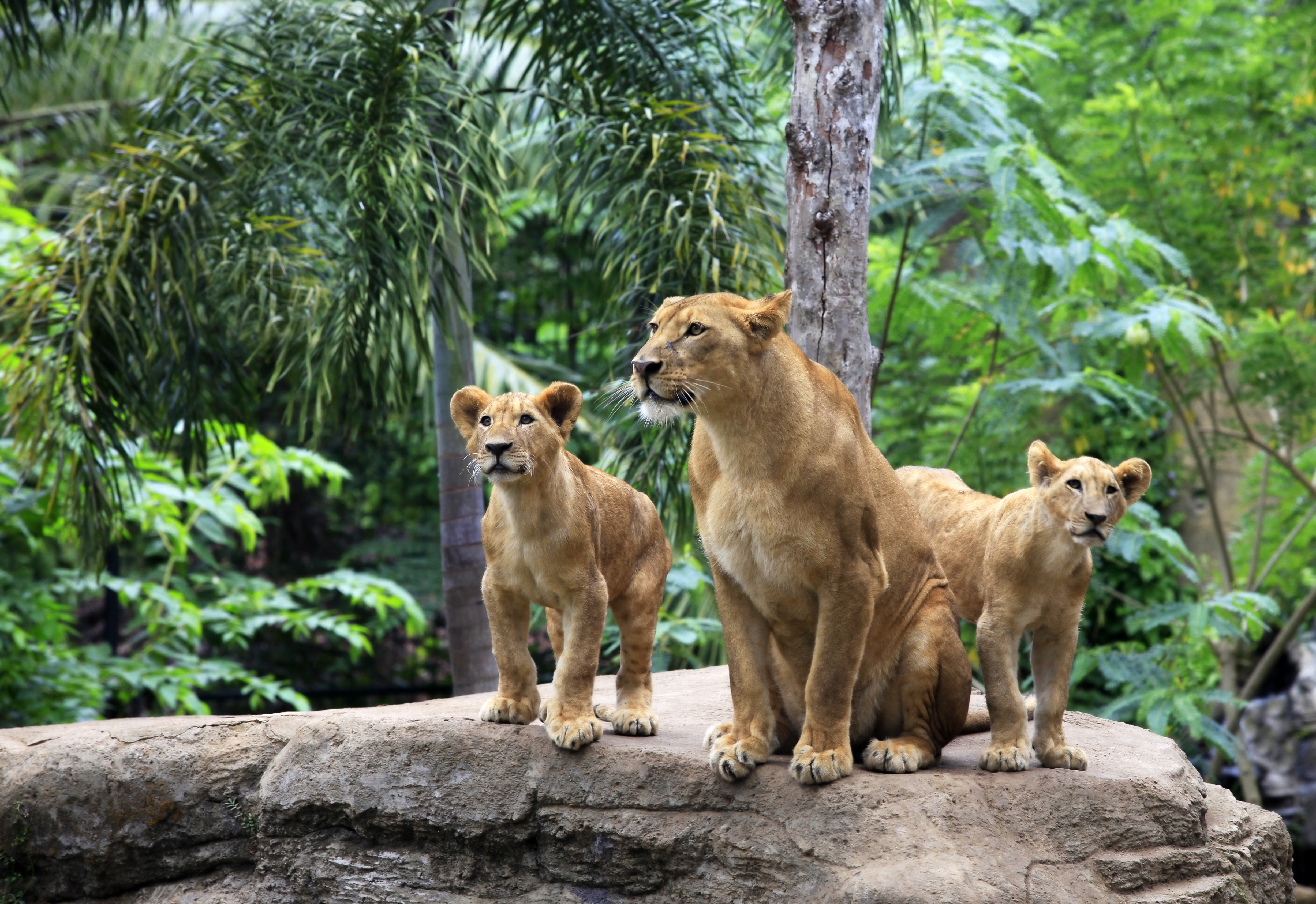 Leon family. Львица. Львица и Львенок. Картинки на рабочий стол животные. Семья Львов.