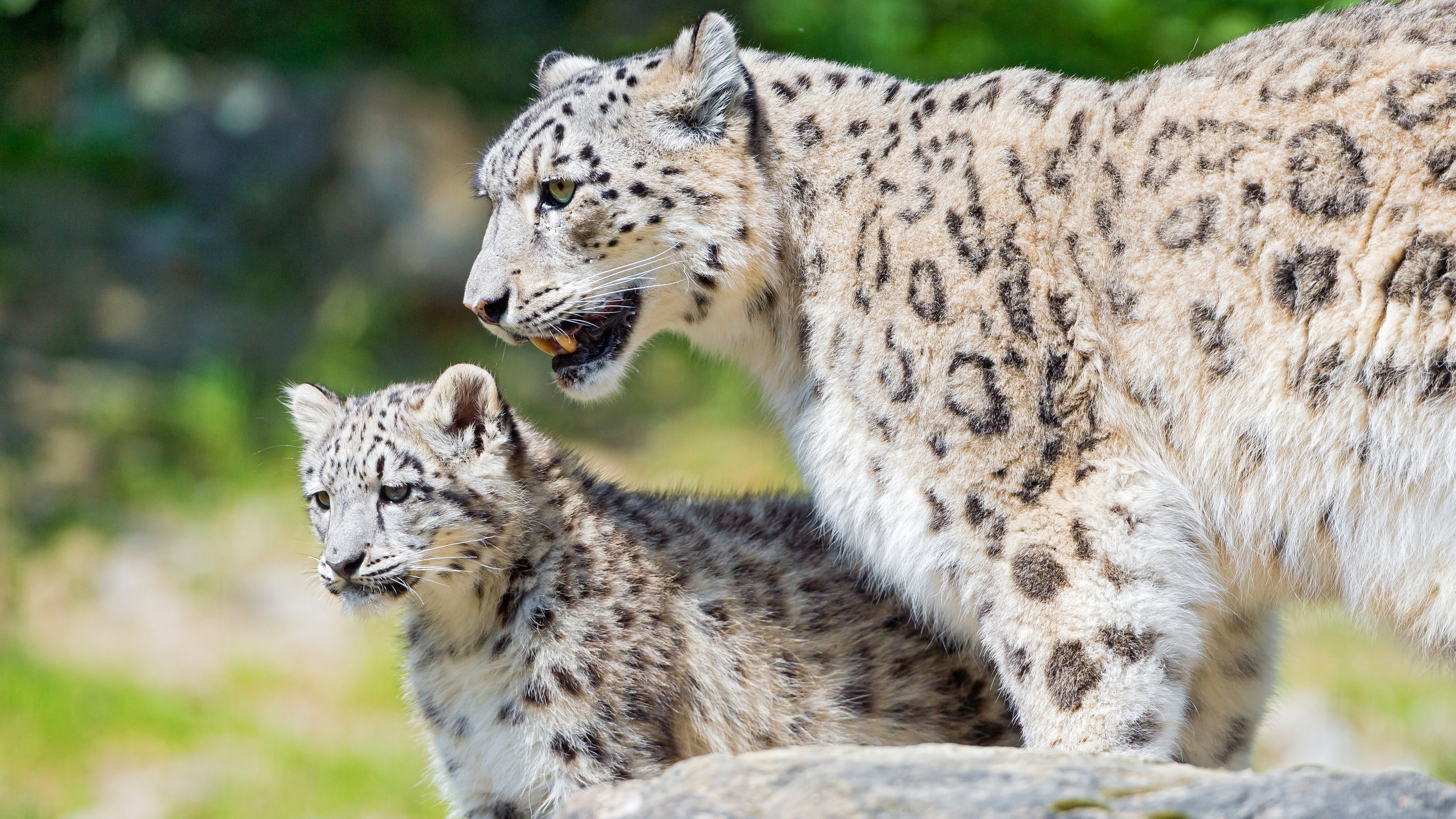 Животные охраняющиеся. Охрана ирбиса снежного Барса. Www Marwell org uk снежный Барс Ирина. Ирбис снежный Барс дети. Барсята (Детёныши снежного Барса).