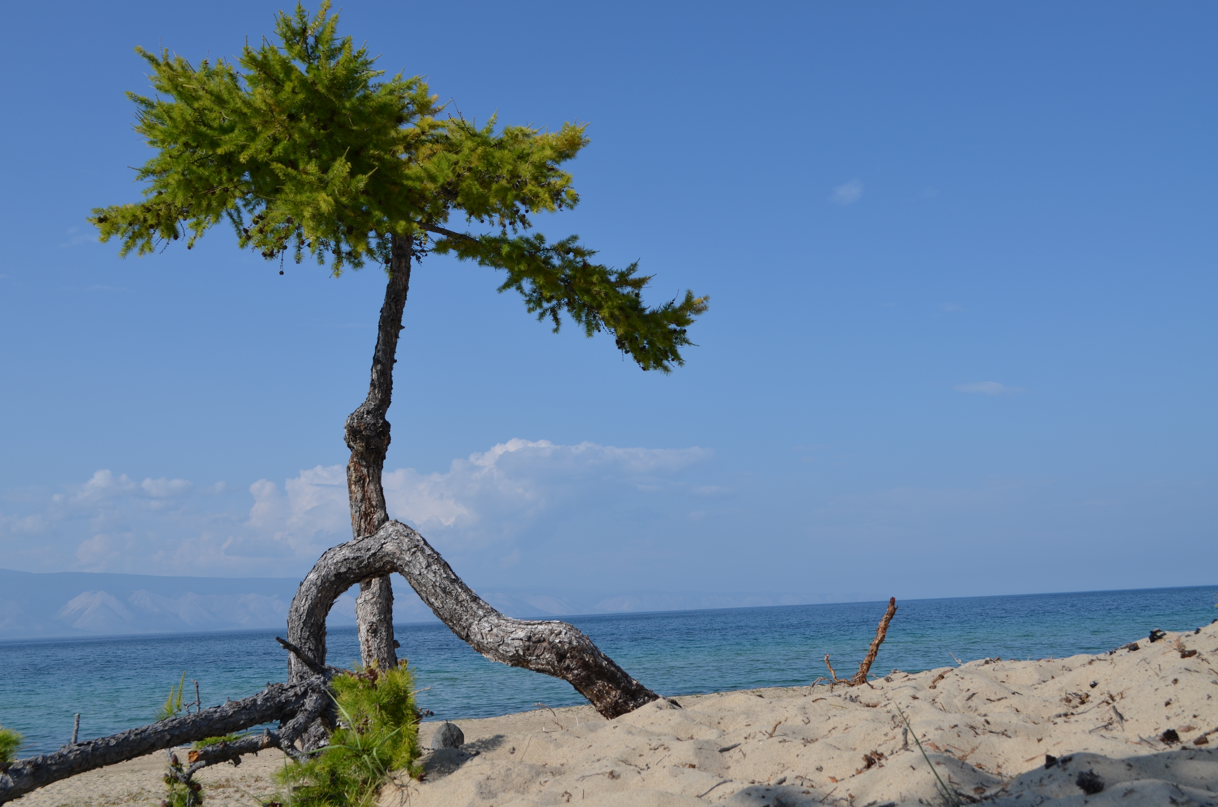 байкал ольхон кедр. деревья озера байкал. сосна яйлю телецкое озеро. бухта песчаная ходульные деревья. деревья озера байкал.
