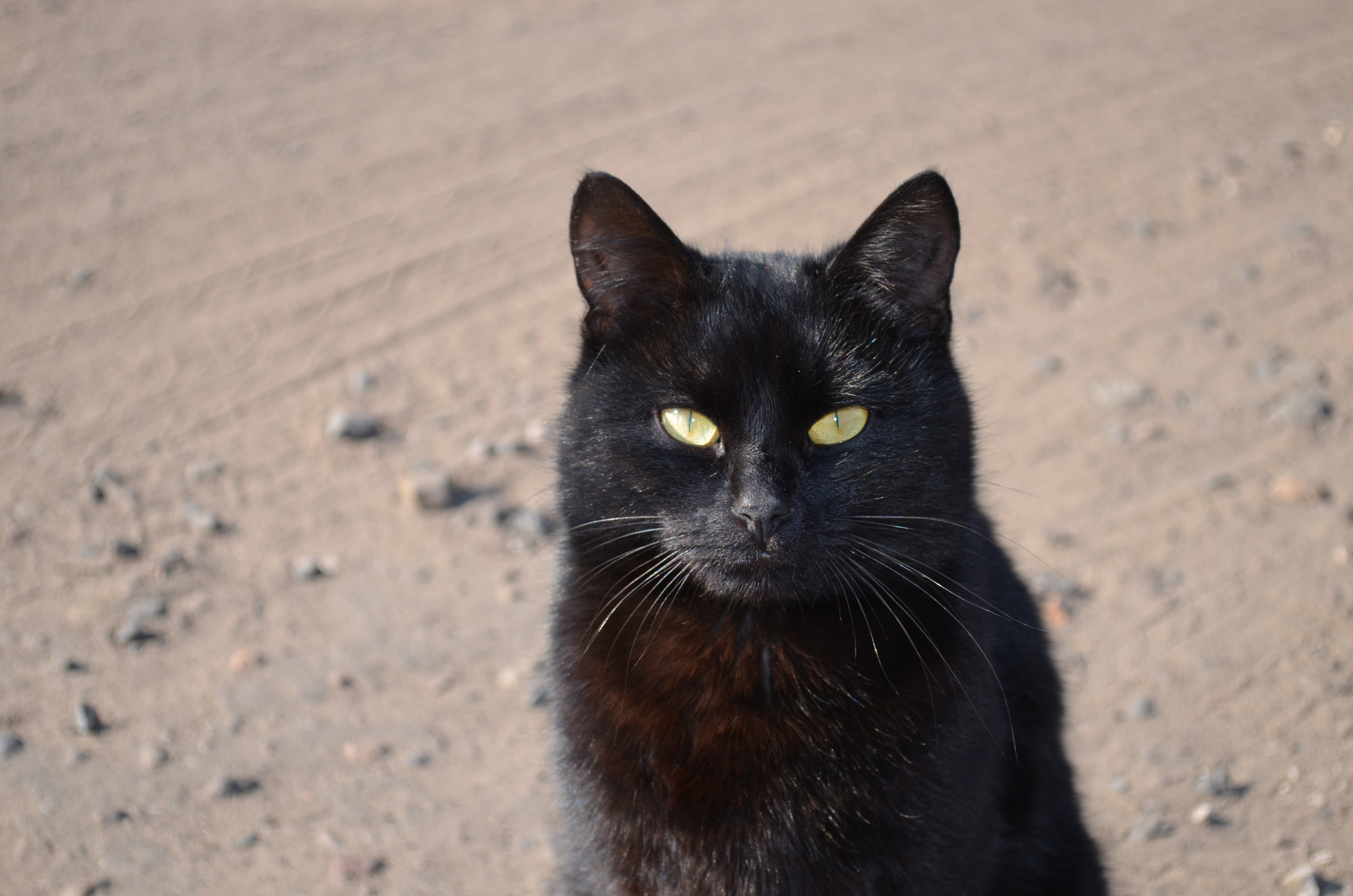 Black black cat ear. Черный кот с желтыми глазами. Ушки кота черные.