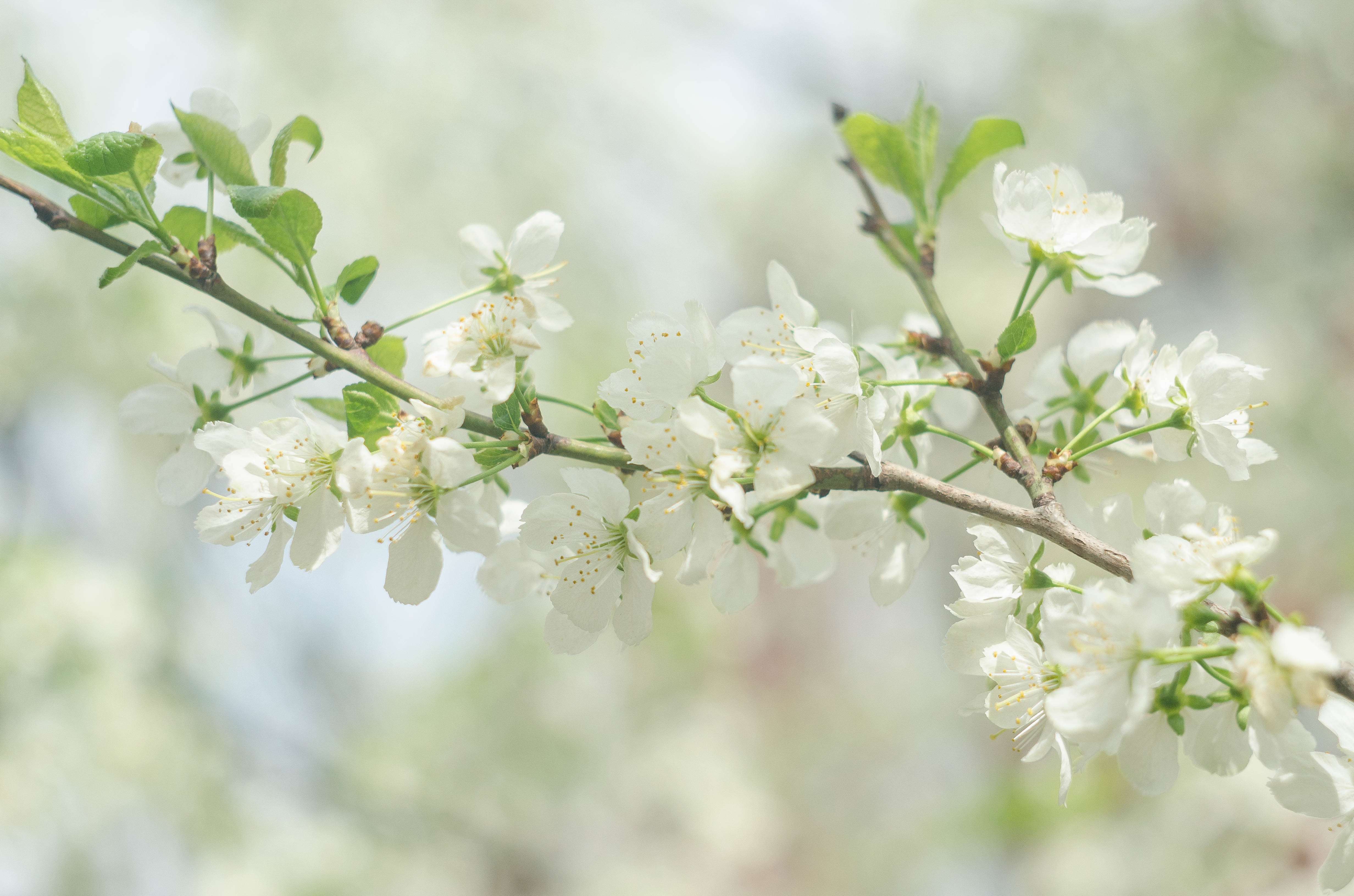 Светлый майский день. Яблоня Сибирская цветение. Цветущая ветка яблони. Яблони в цвету. Ветка вишни в цвету.