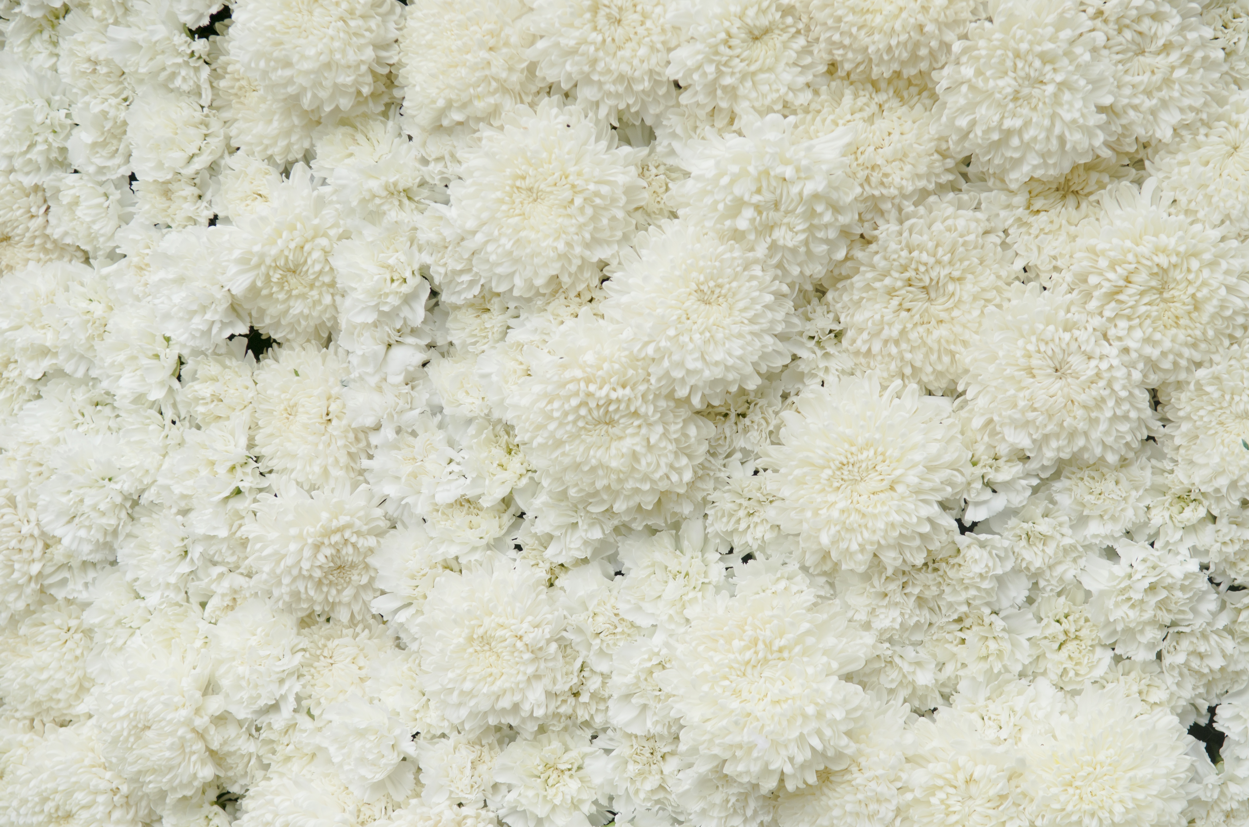 Белый тет. Хризантемы. Белые цветы. Хризантемы пушистые. Белые пушистые цветы.
