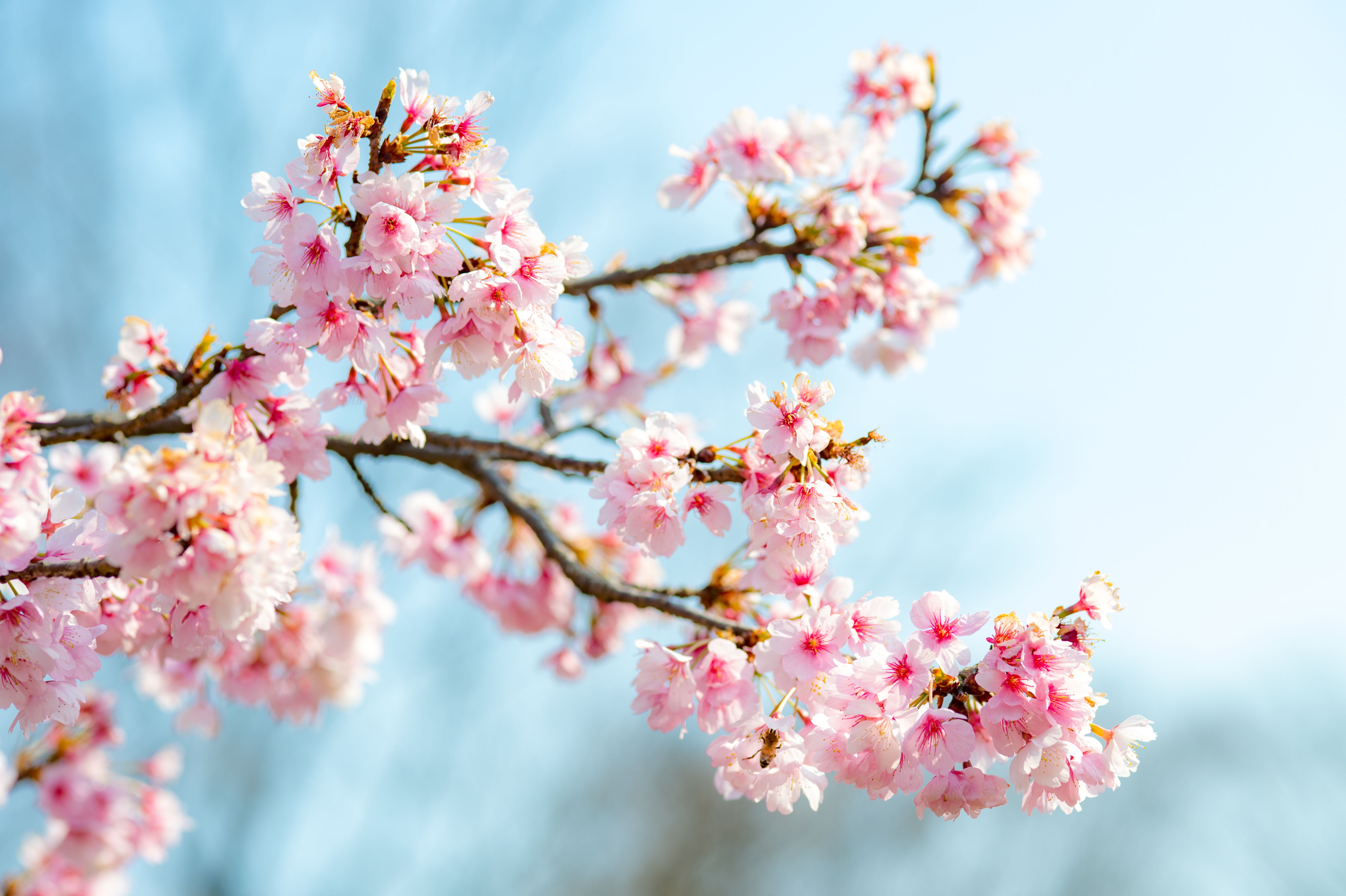 Cherry blossom купить