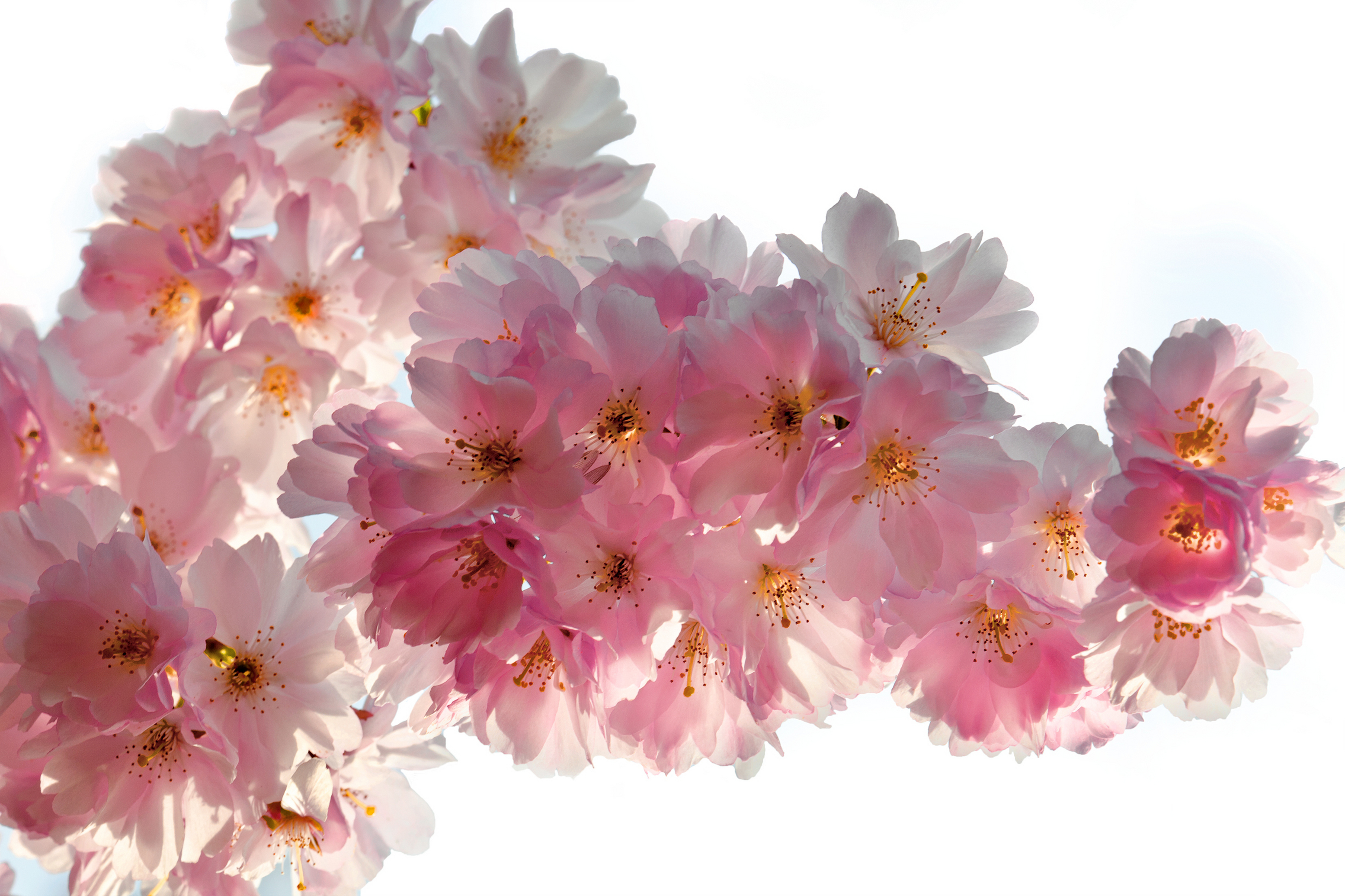 Фото по запросу Cherry Blossoms Pink