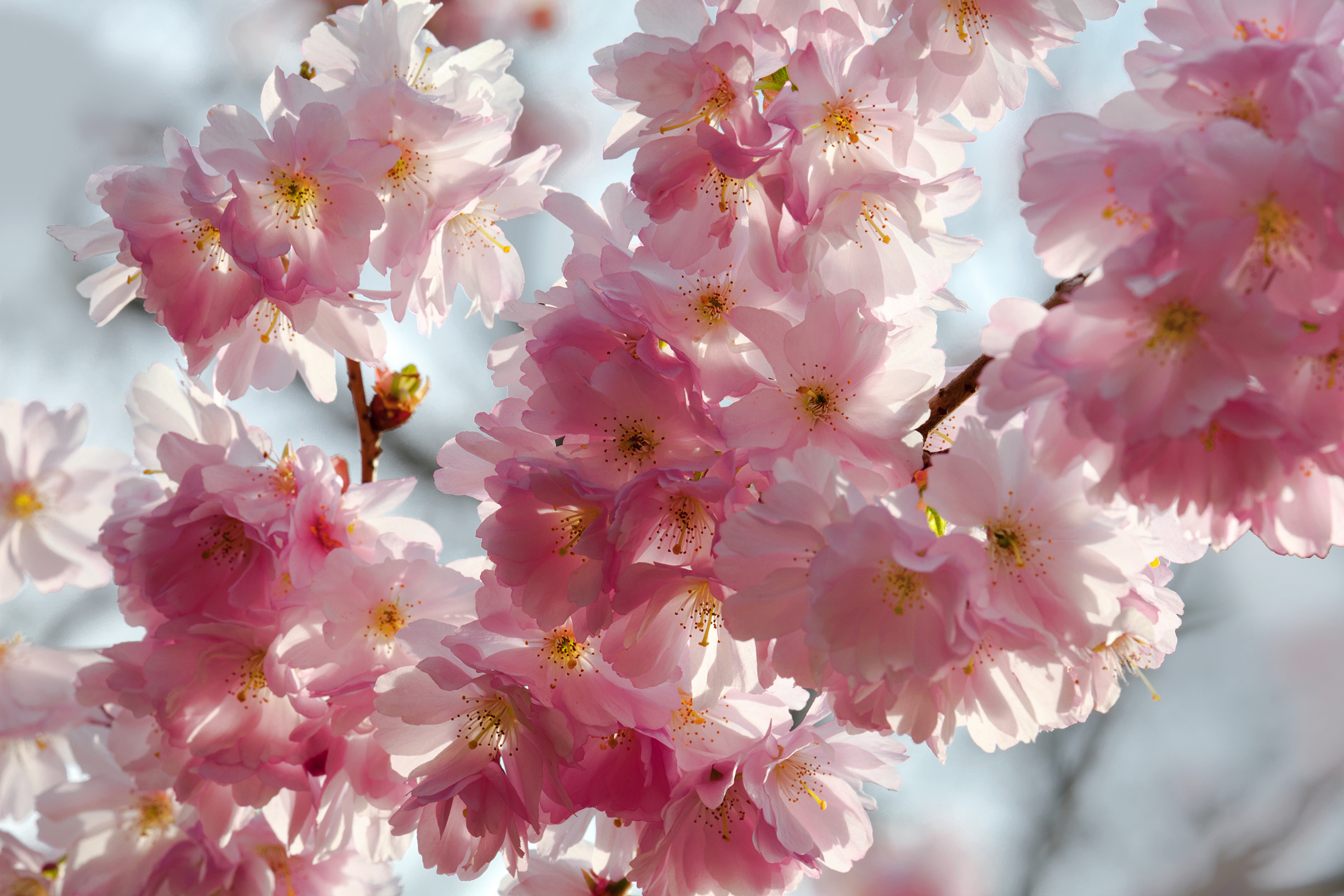 Tender blossom. Цветущая Сакура. Цветение вишни. Цветущая яблоня розовая. Розовые цветы яблони.