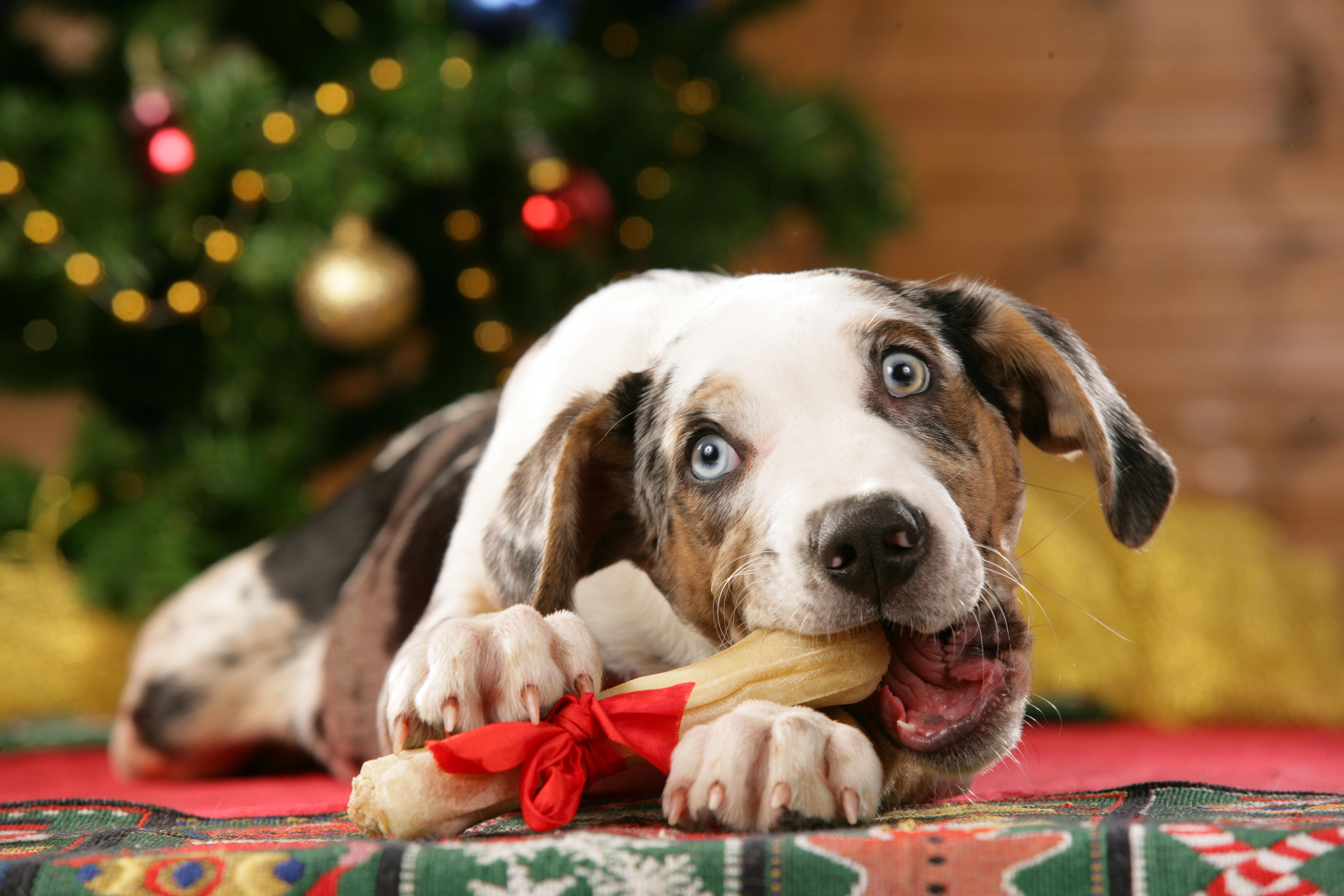 Камни года собаки. Новогодняя собака. Новый год животные. Собака под елкой. Рождественские собаки.