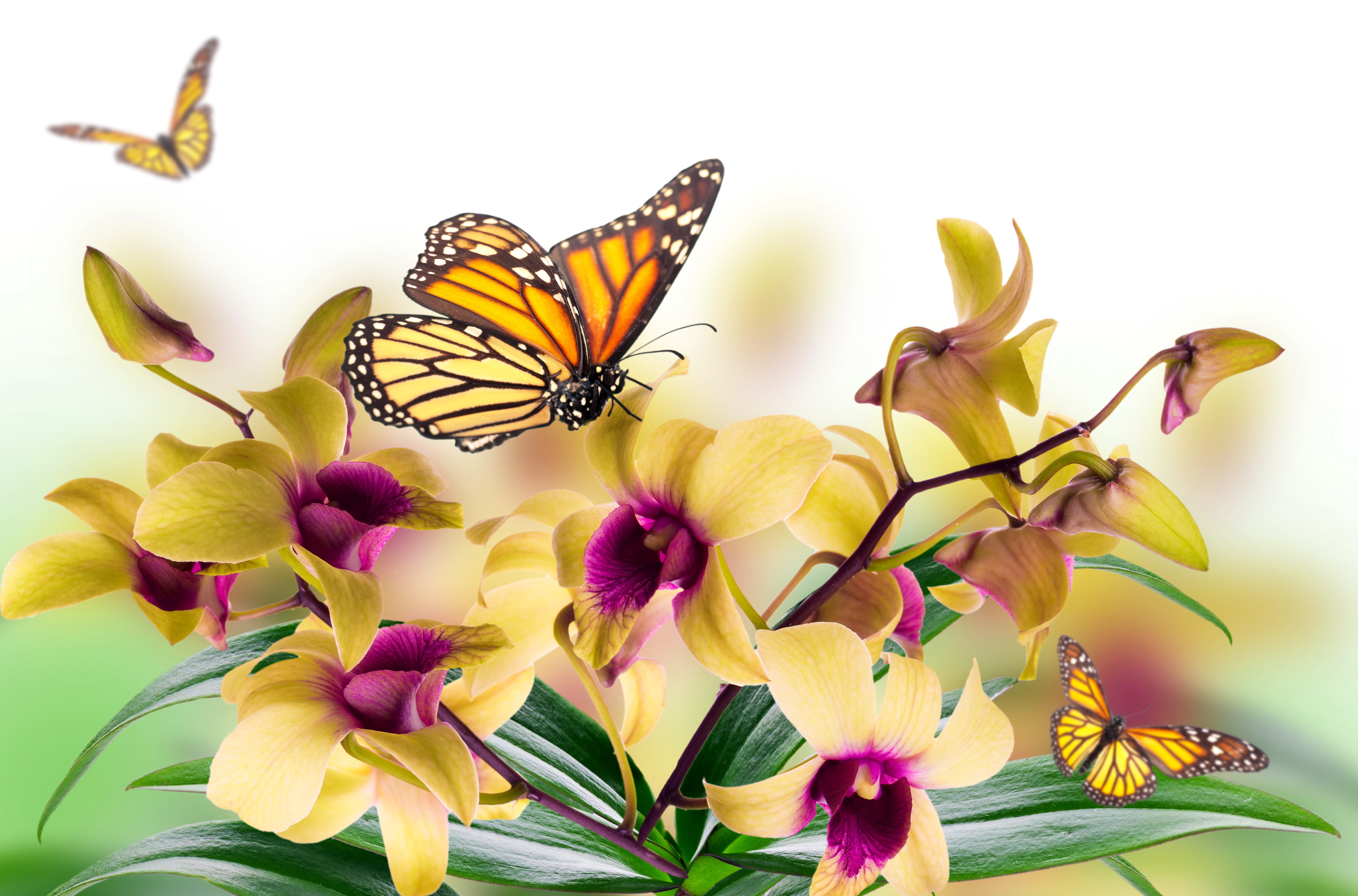 Цветы орхидея бабочка. Фаленопсис желтый бабочка. Бабочка на цветке. Фотообои бабочки. Красивый фон с бабочками.