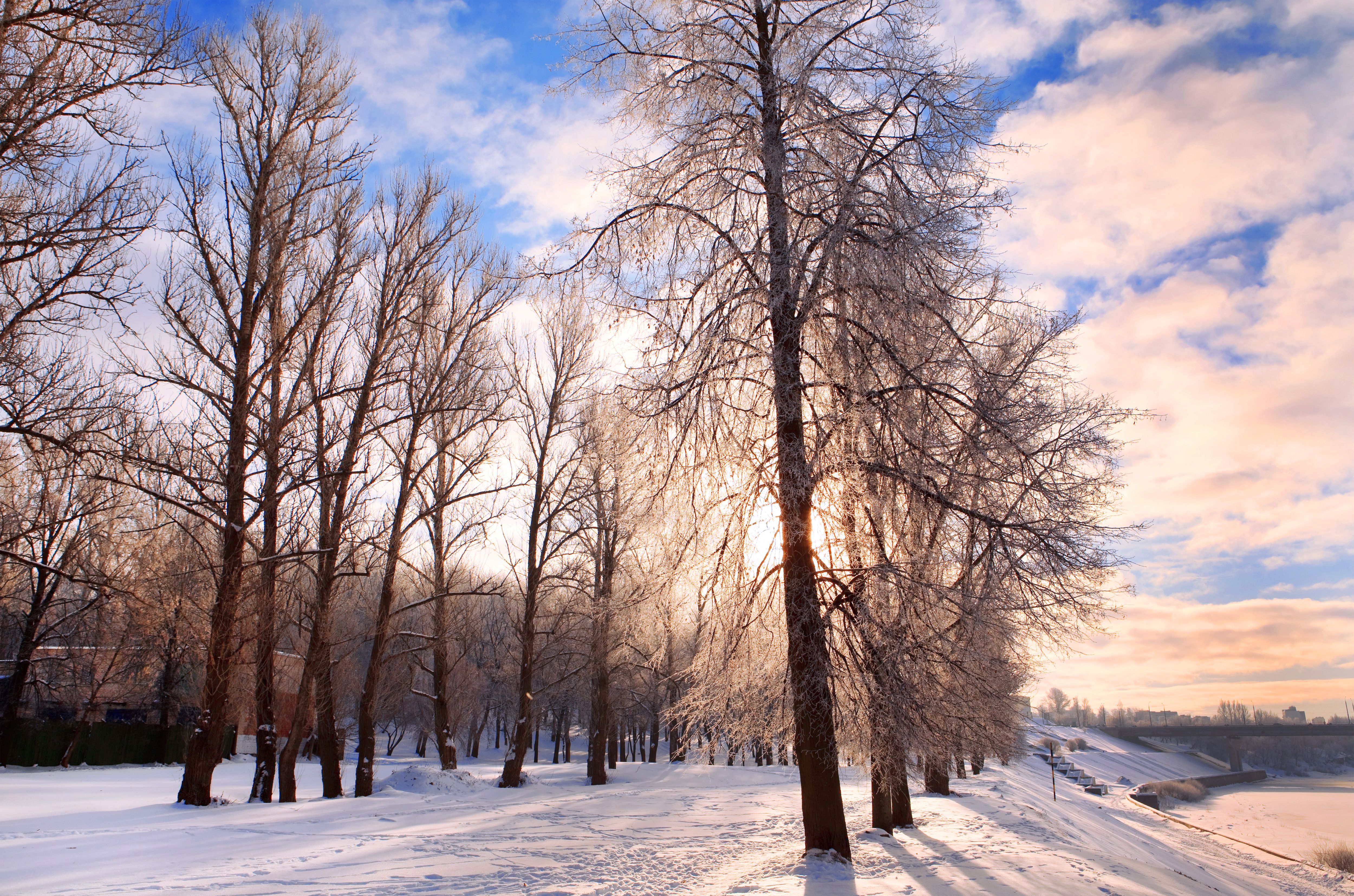 Декабрь картинки. Деревья зимой. Голые деревья зимой. Декабрь природа. Зима декабрь.
