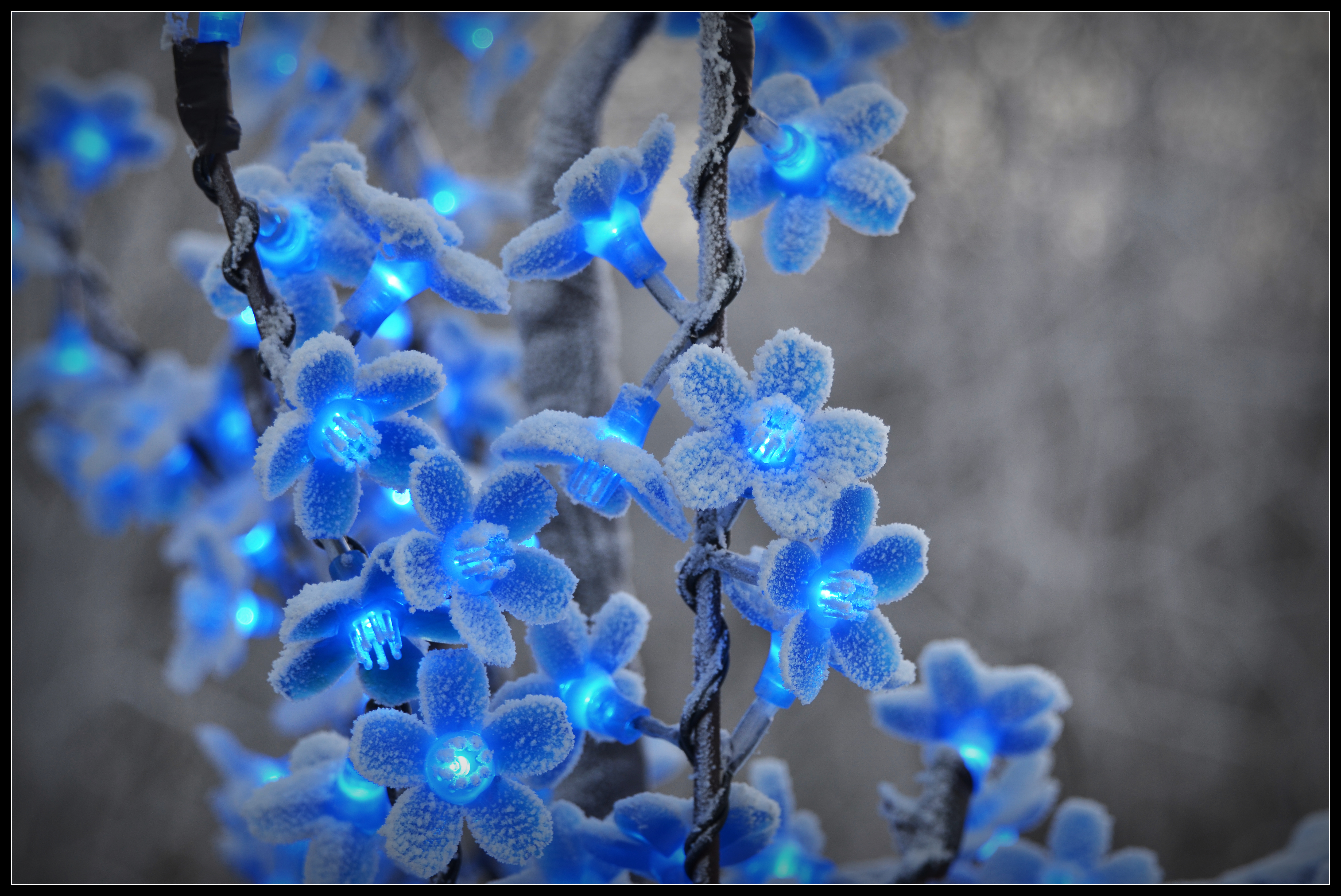 Цветок зима красивая. Сноу Флауэр. Зимние цветы. Красивые зимние цветы. Синие цветочки.