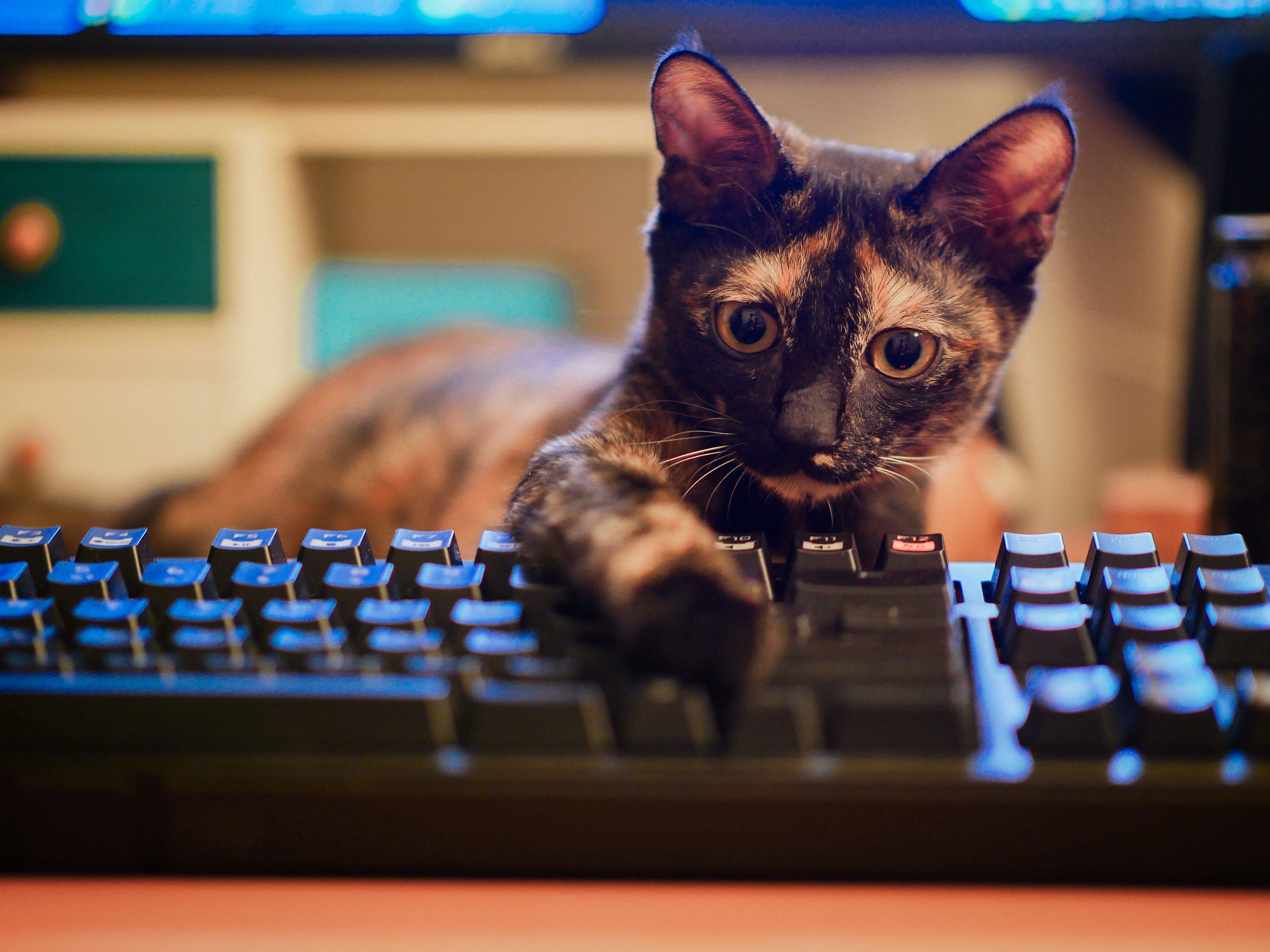 Звуко кота. Коты и компьютеры. Котенок с компьютером. Коты за компьютером. Кот на клавиатуре.