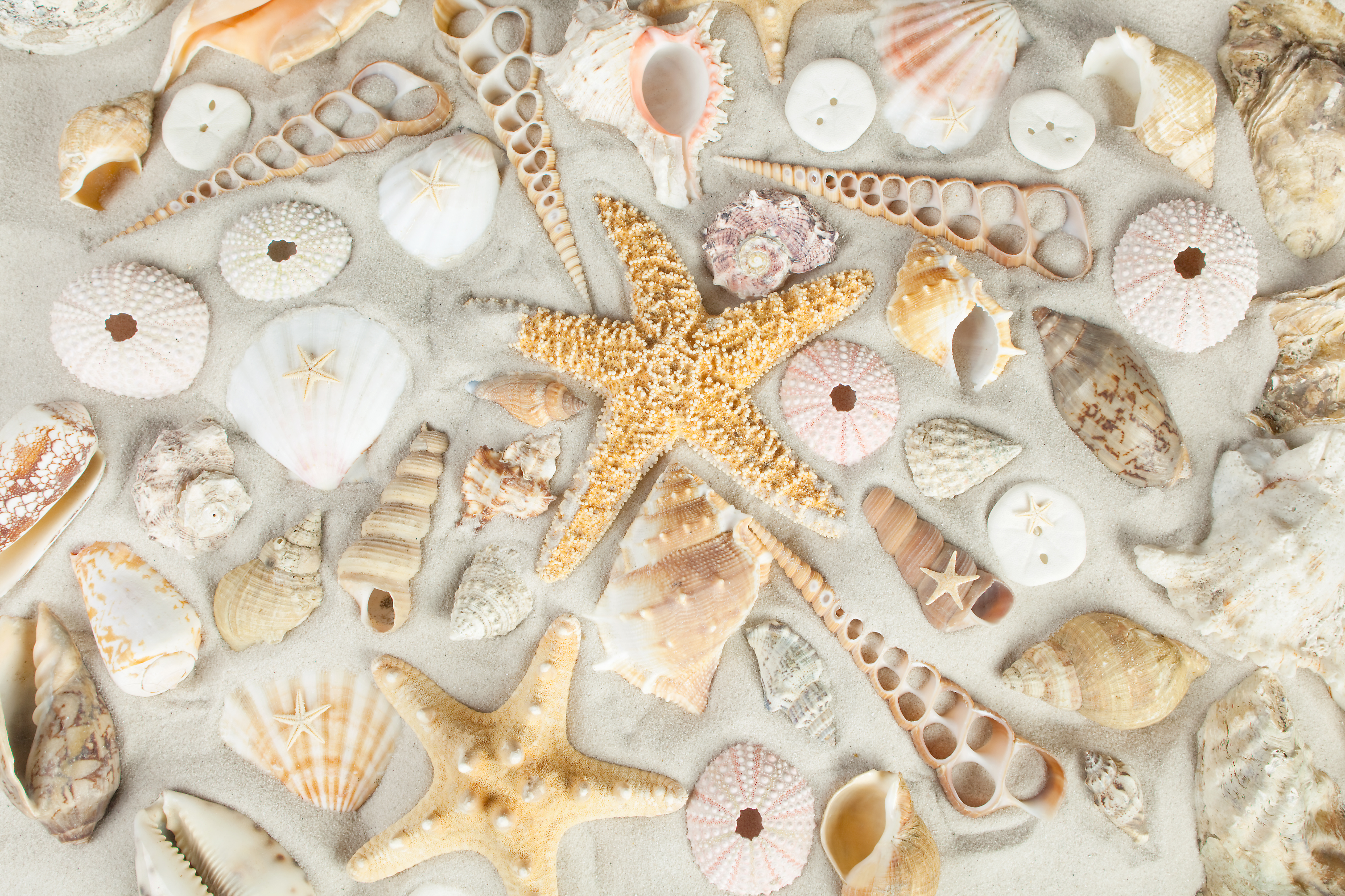 Ракушка морская звезда. Ракушки на пляже. Красивые морские раковины. Красивые ракушки. Морской фон.