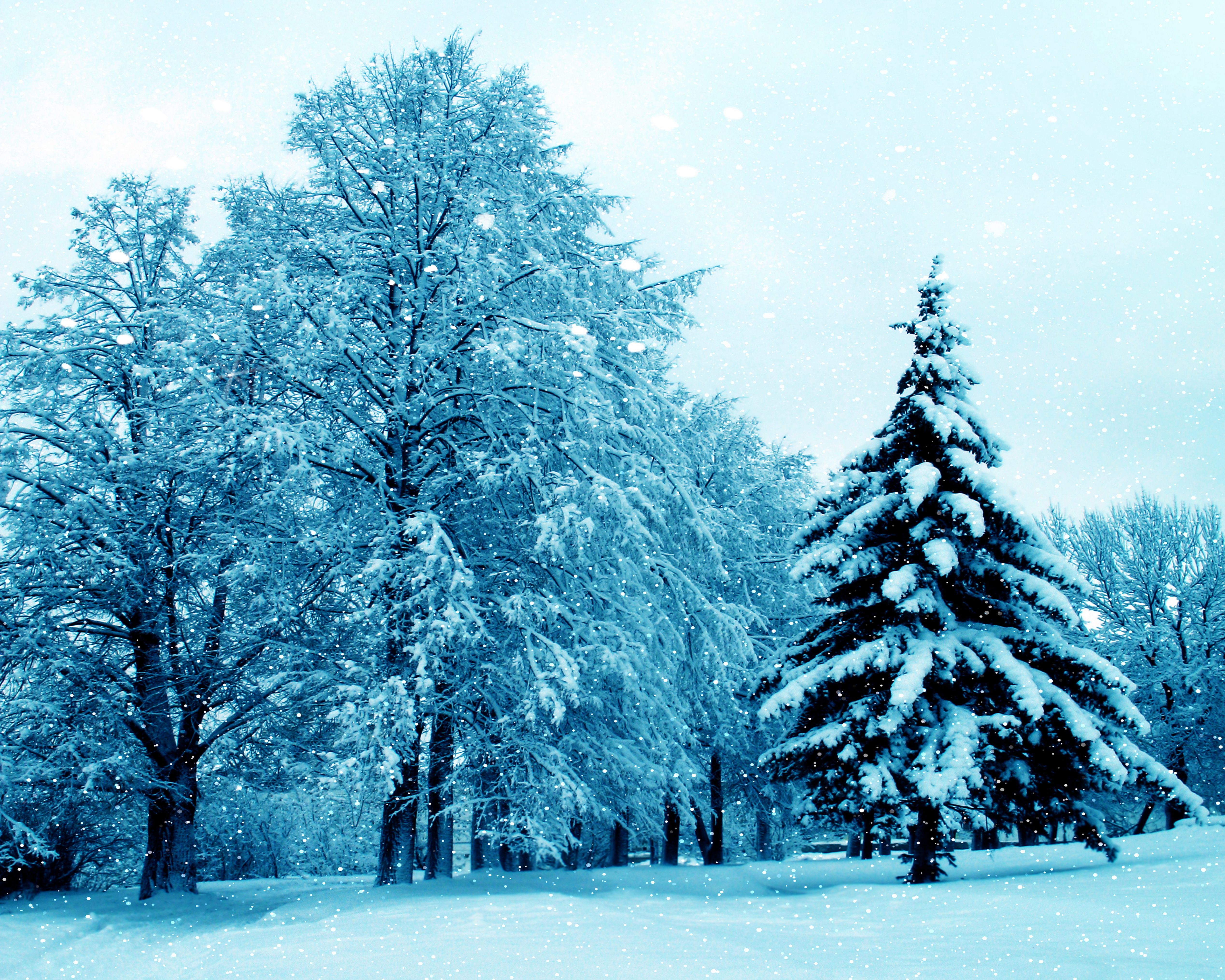 Снежная елочка. Зимнее дерево. Елка зимой. Зимние ели. Деревья в снегу.