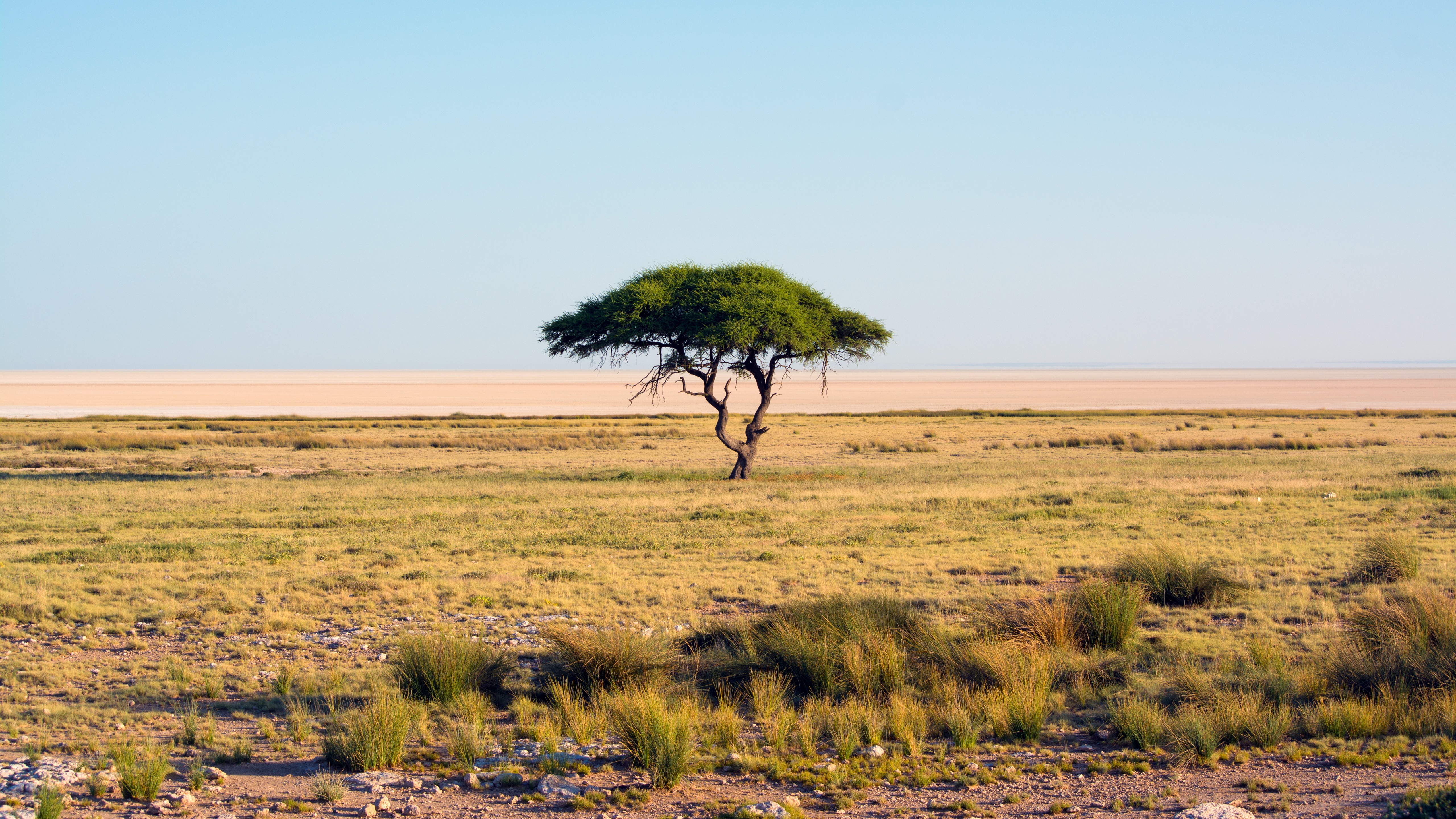 Занимает обширные равнины африки природная зона. Солончак Этоша. Солончак Этоша Намибия. Редколесья Гран Чако. Моюнкумская Саванна.