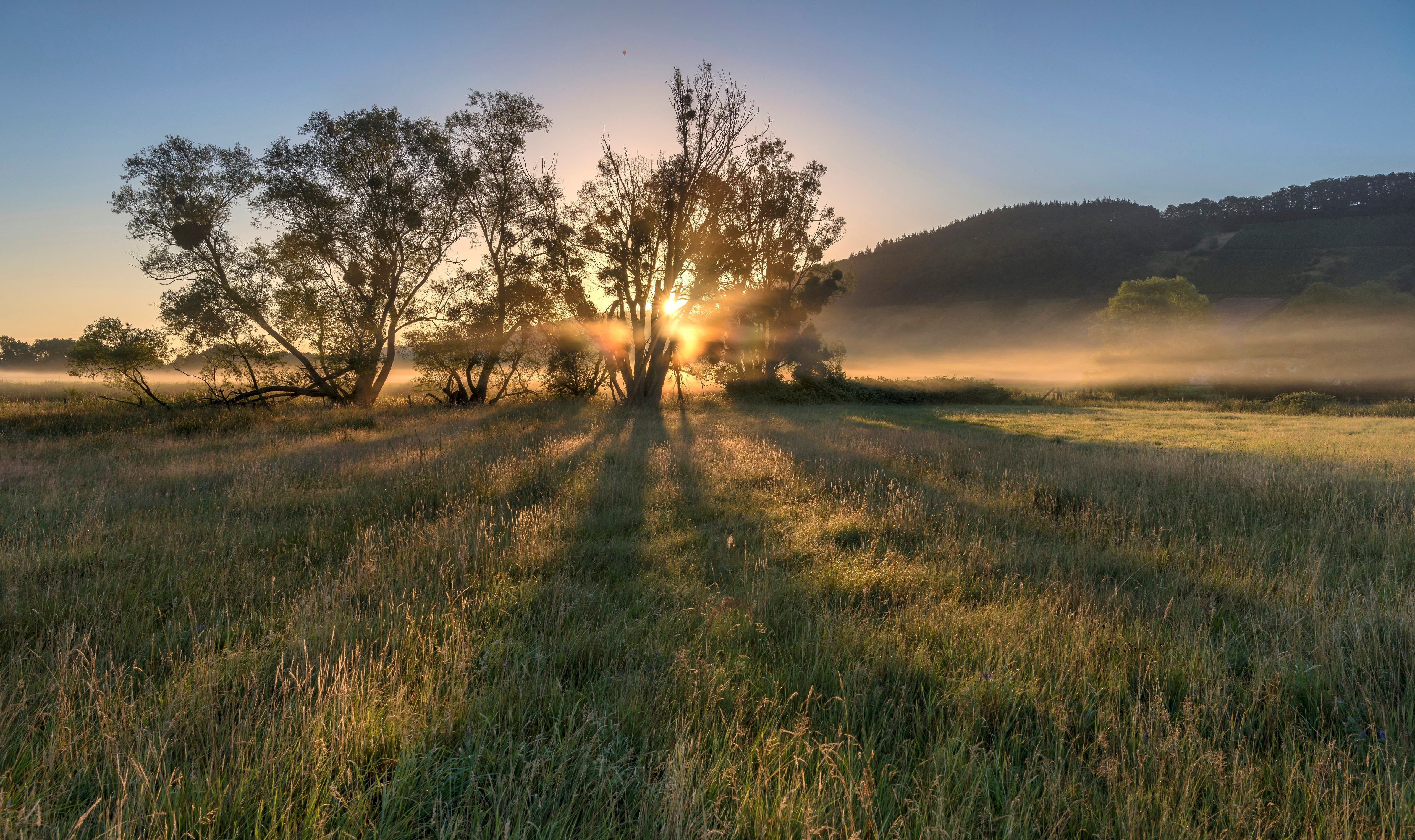 Поле утро фото Download wallpaper field, tree, dawn, morning, Germany, section landscapes in re