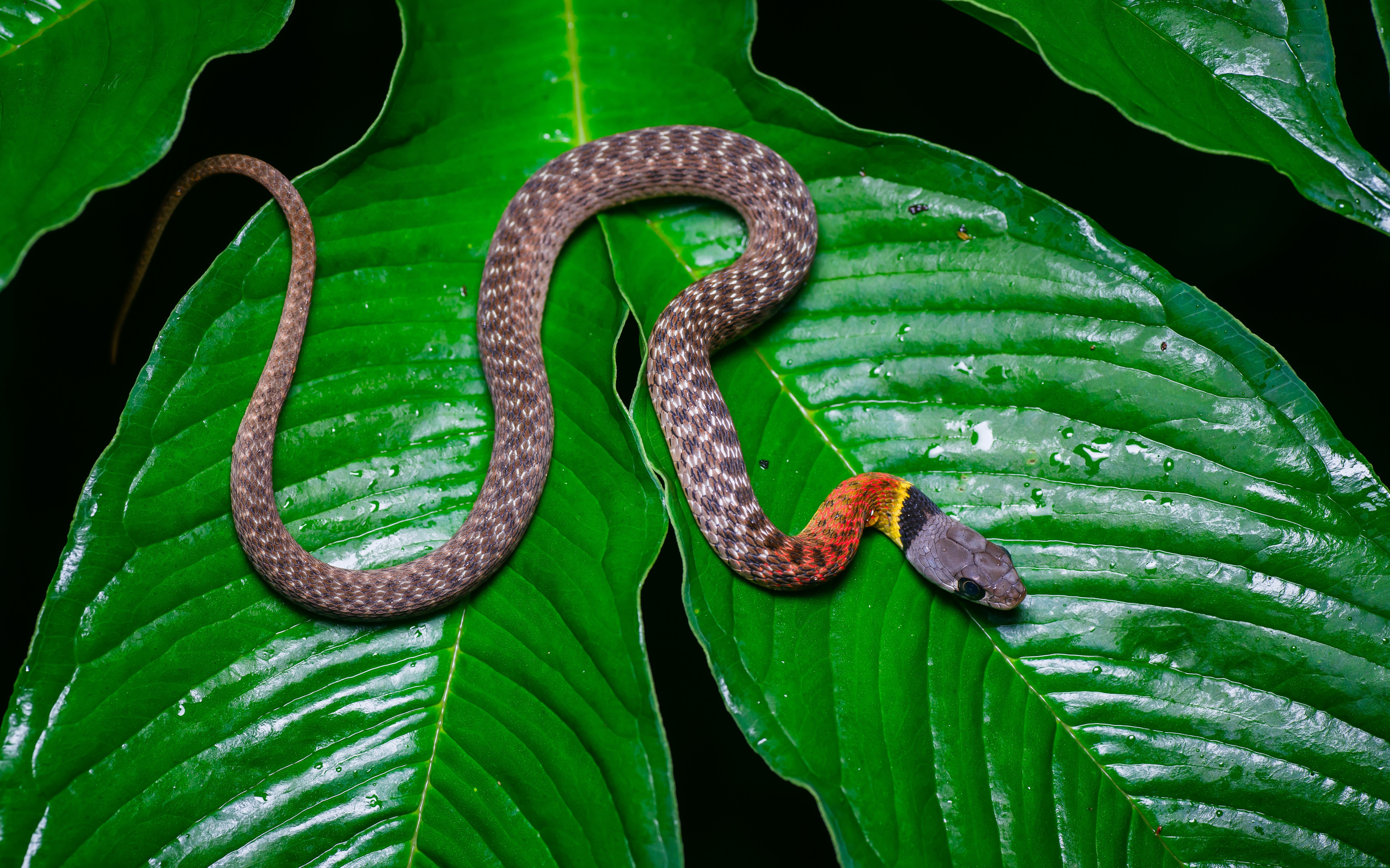 Природа ядовитых змей. Малайский кустарниковый уж. Точечная ошейниковая змея. Королевская ошейниковая змея. Сухопутные змеи Тайланда.