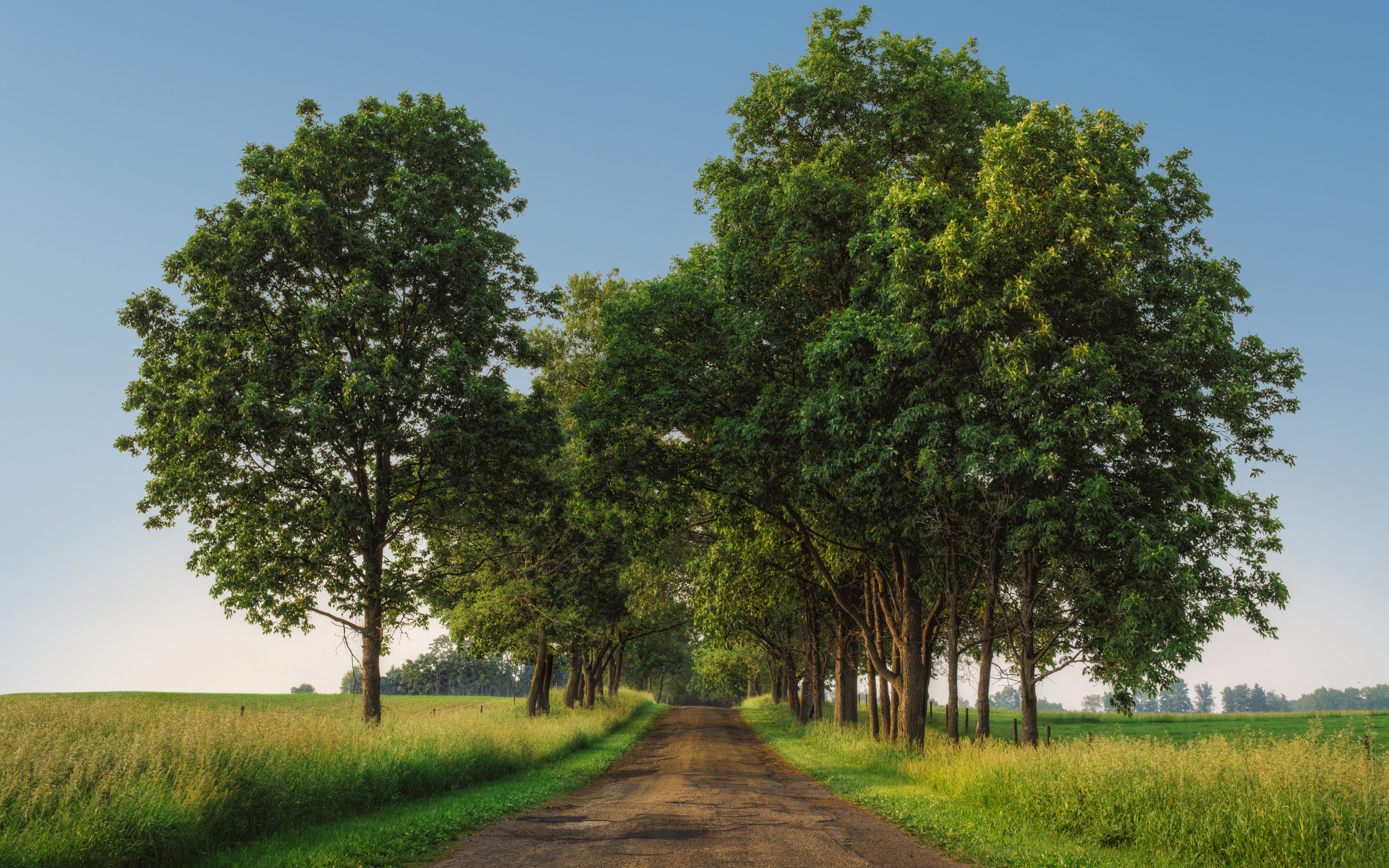 Trees 4 trees. Группа деревьев. Группа деревьев в поле. Поле с редкими деревьями. Много деревьев и кустарников дорога.