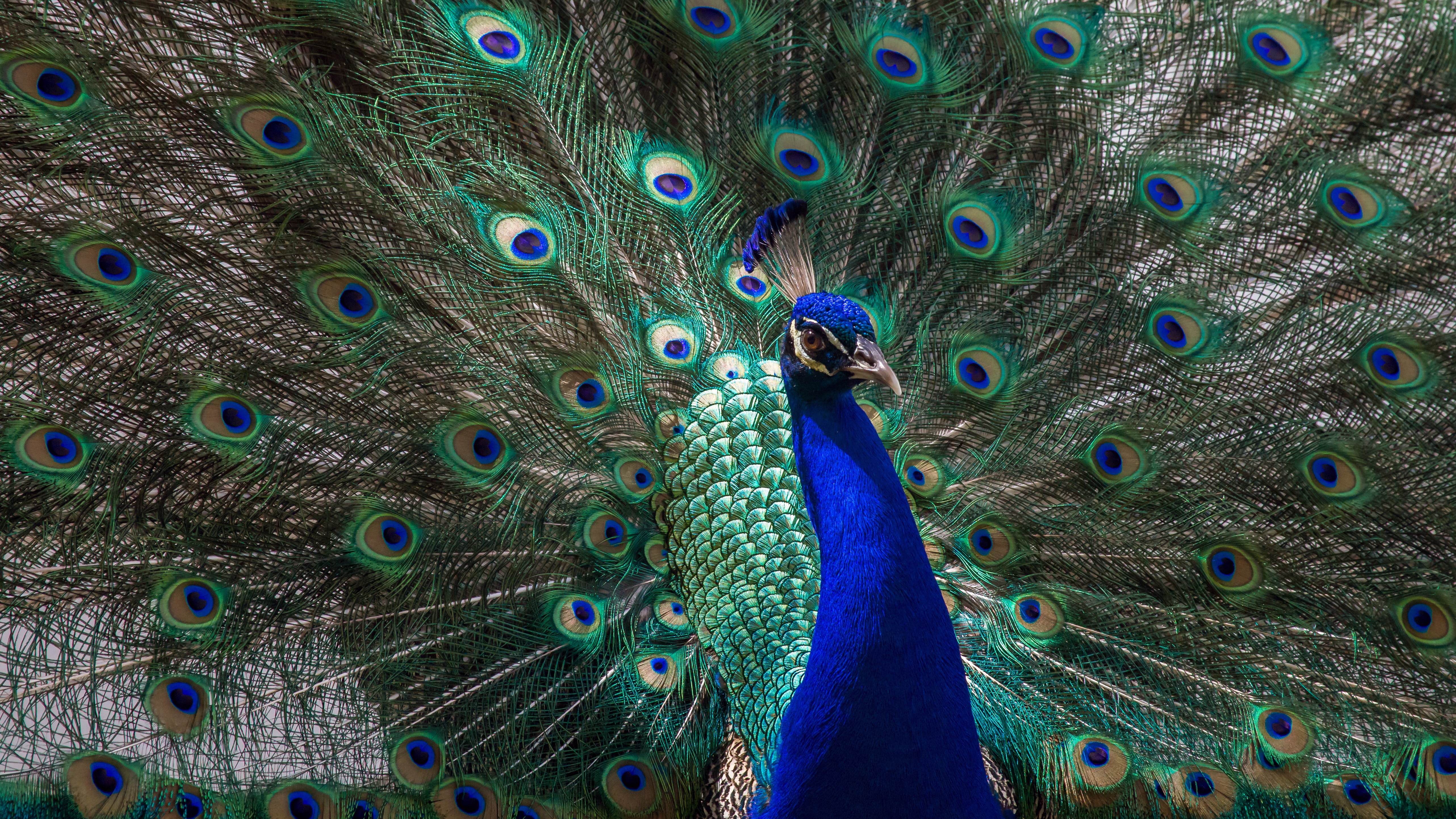 Павлин картинка. Павлиний фазан (Polyplectron bicalcaratum). Павлин Арлекин. Королевский Павлин. Заирский Павлин.