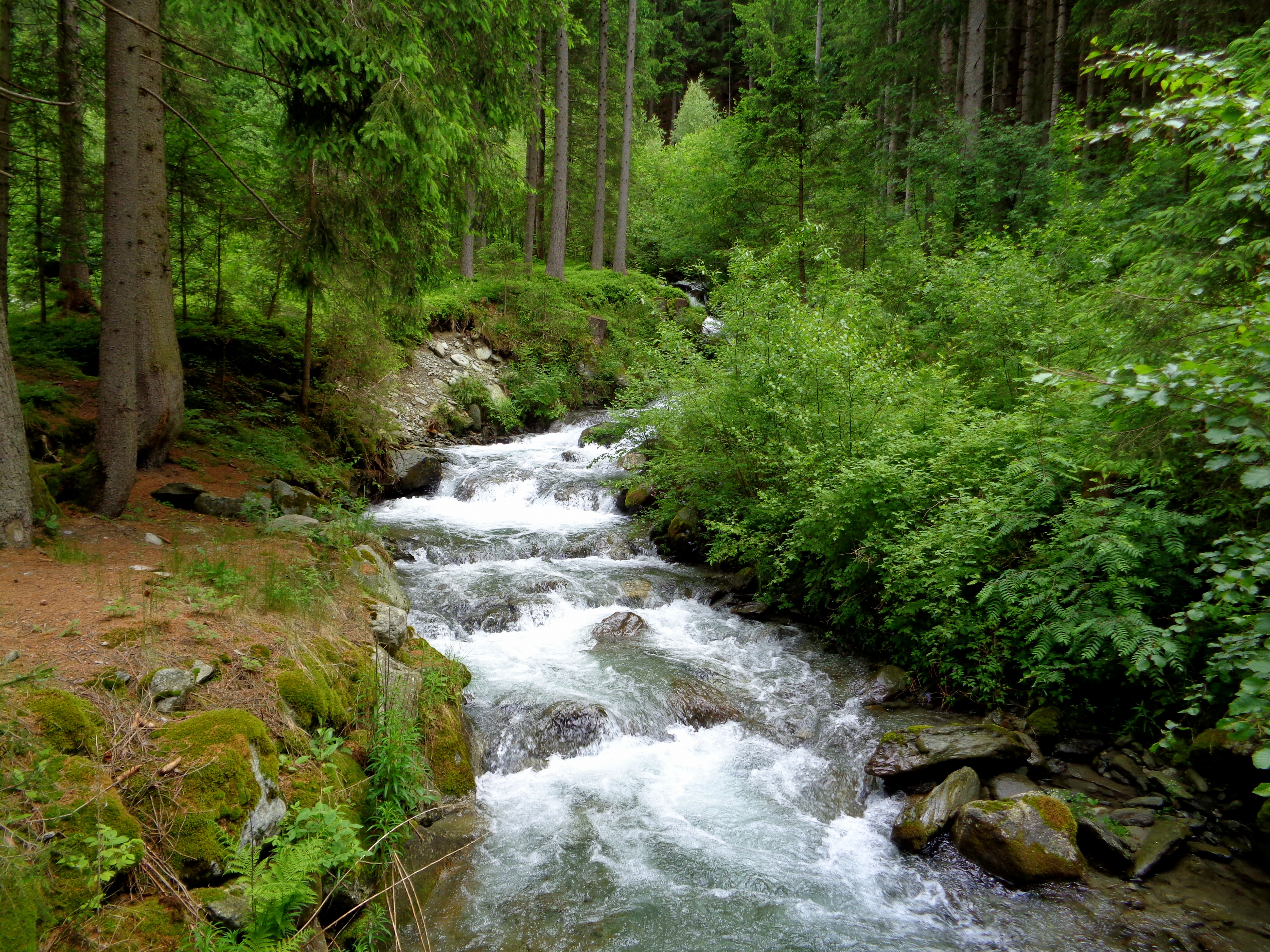 Шум в лесу. Шум природы. Ручей природа слушать. Ручей природа слушать. Ручей в лесу.