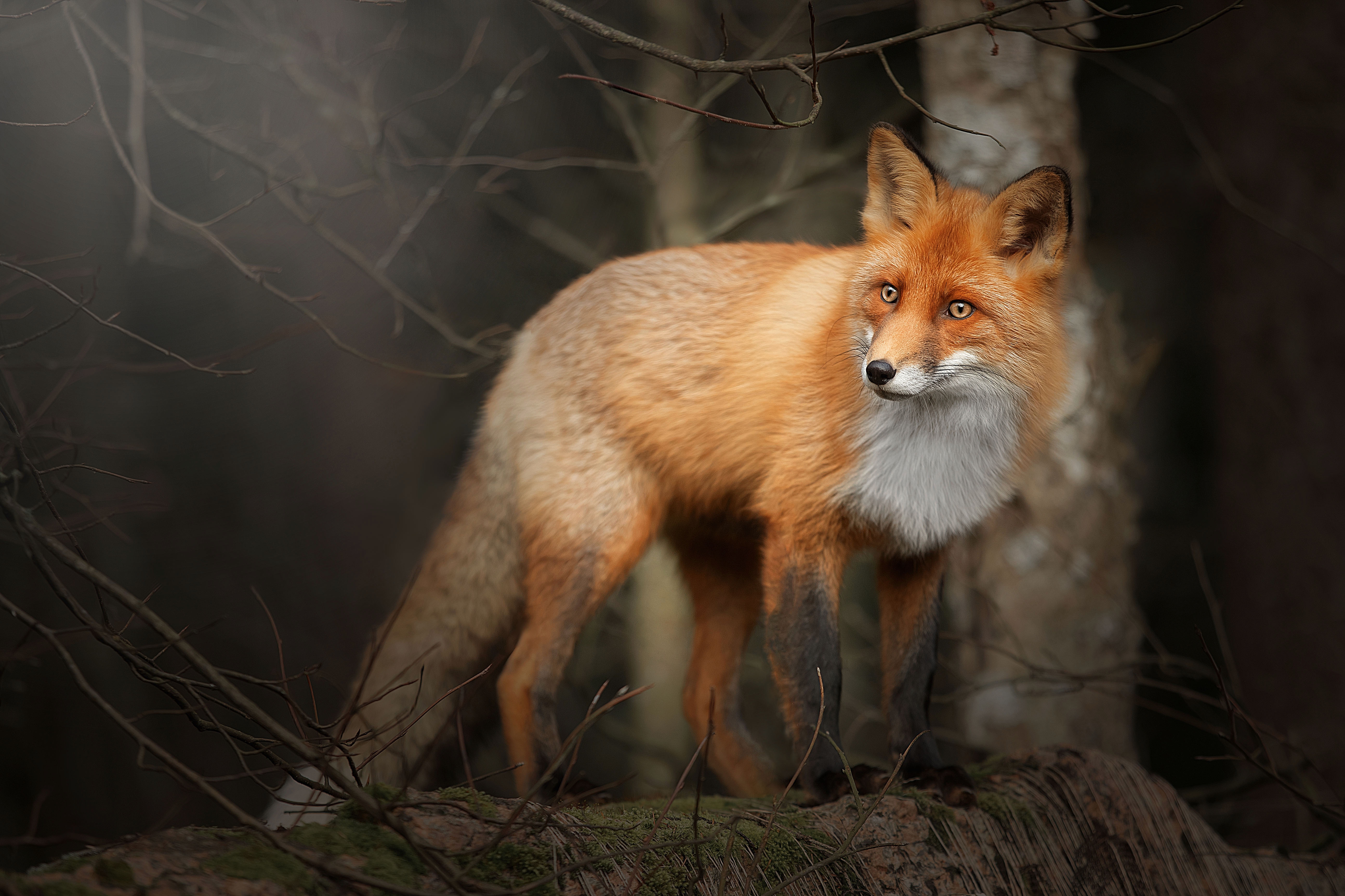 Fox in forest. Лиса. Рыжая лиса. Лиса зверь. «Лиса в лесу».