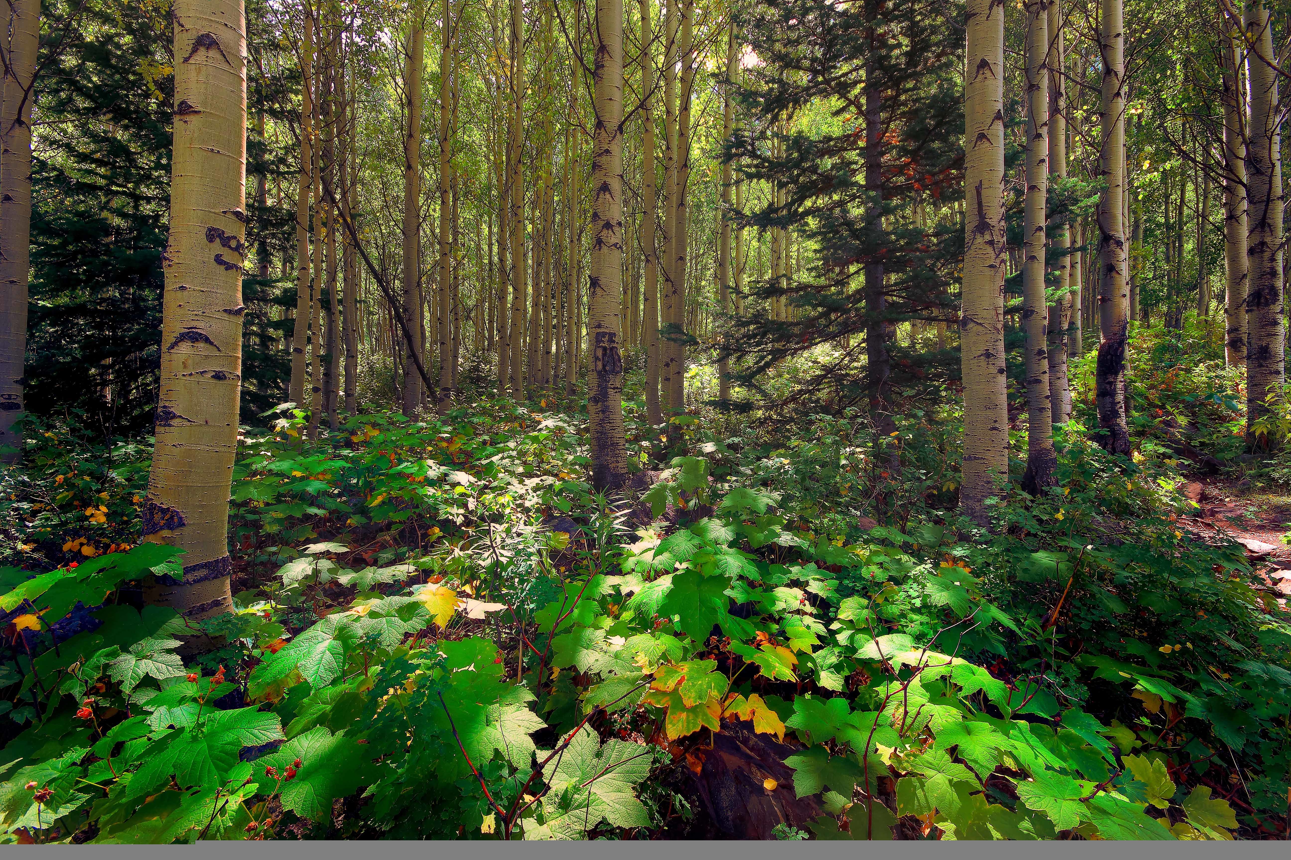 Природа смешанных лесов в россии. Елово широколиственный лес. Осина Осиновая роща. Осиновая роща лес. Хвойно-мелколиственные леса.