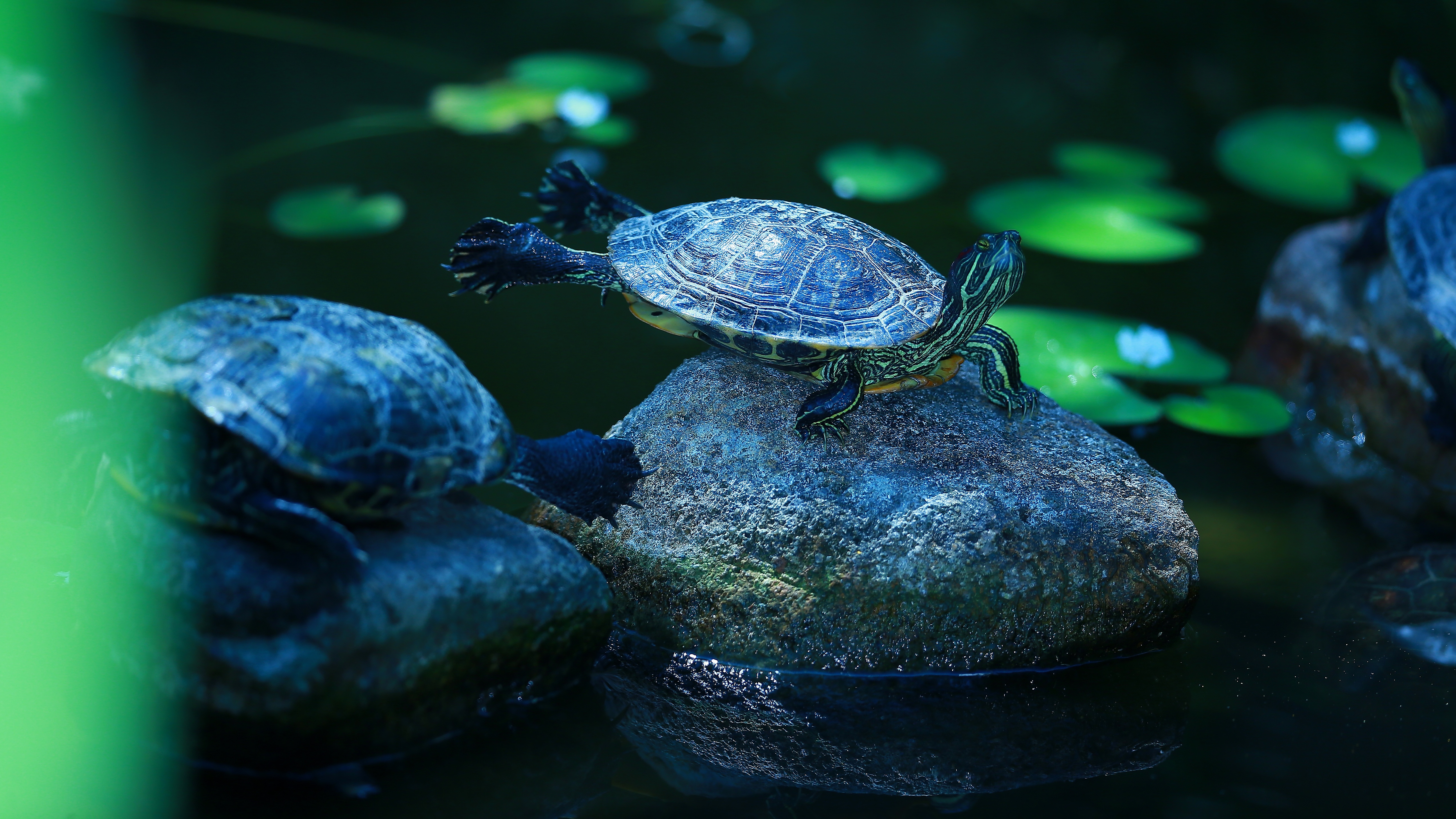 Черепахи в озерах. Красноухая черепаха. Морская черепаха красноухая. Красноухая водяная черепаха. Красноухая черепаха на синем.