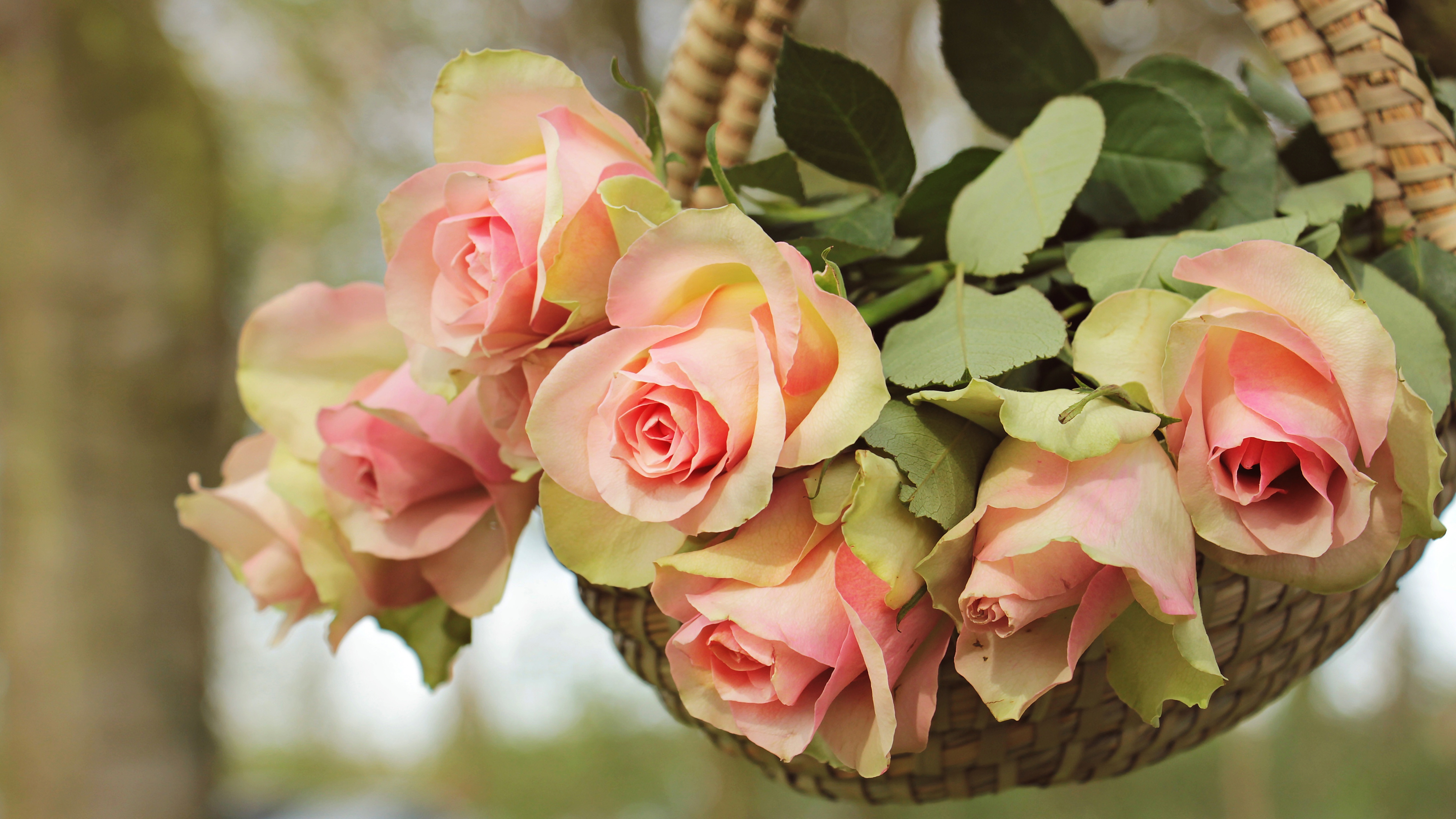открытка с розами фото красивейшие