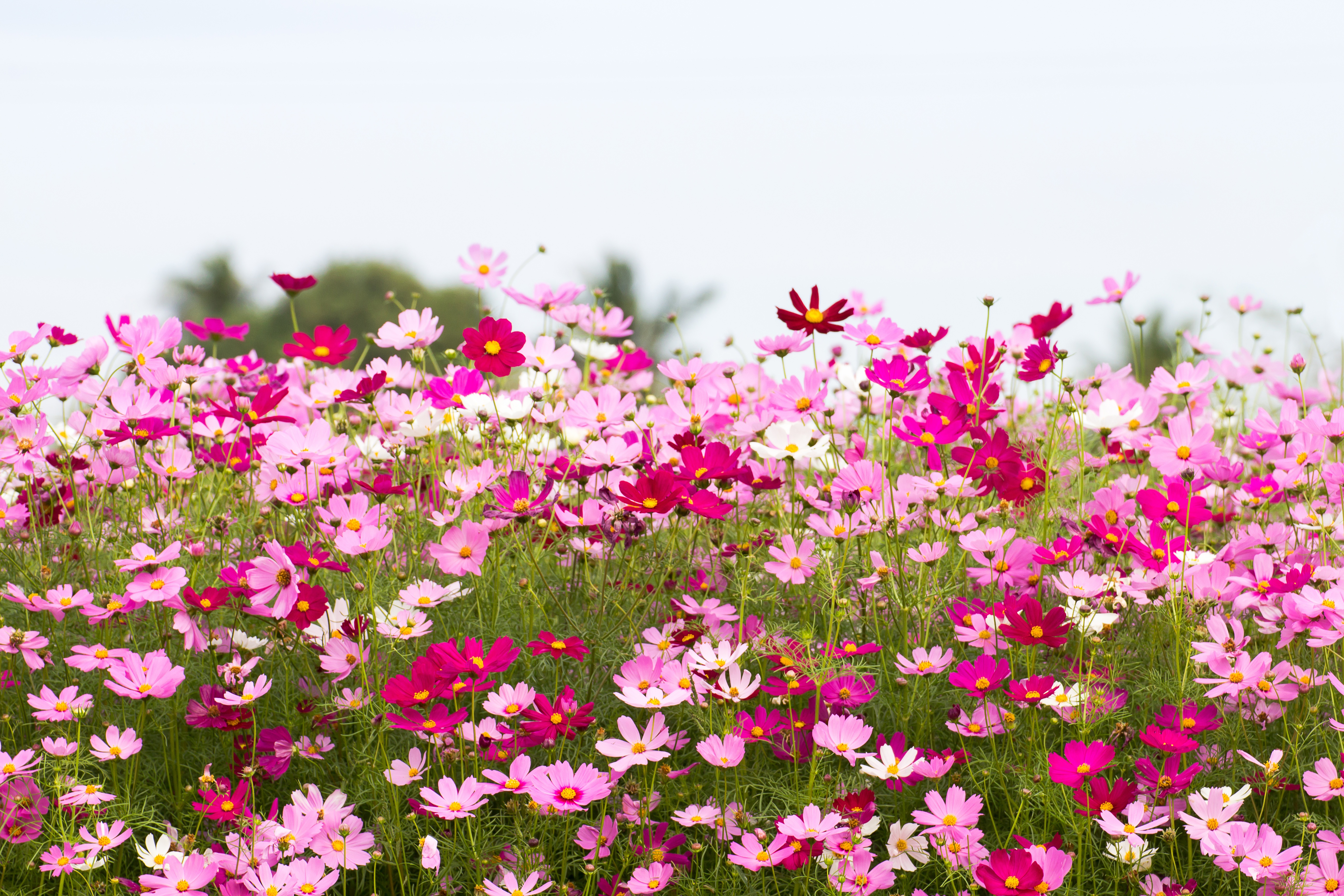 Лето цвет розовый. Космея поле. Космея поле Южная Корея. Летние цветы. Цветы летом.