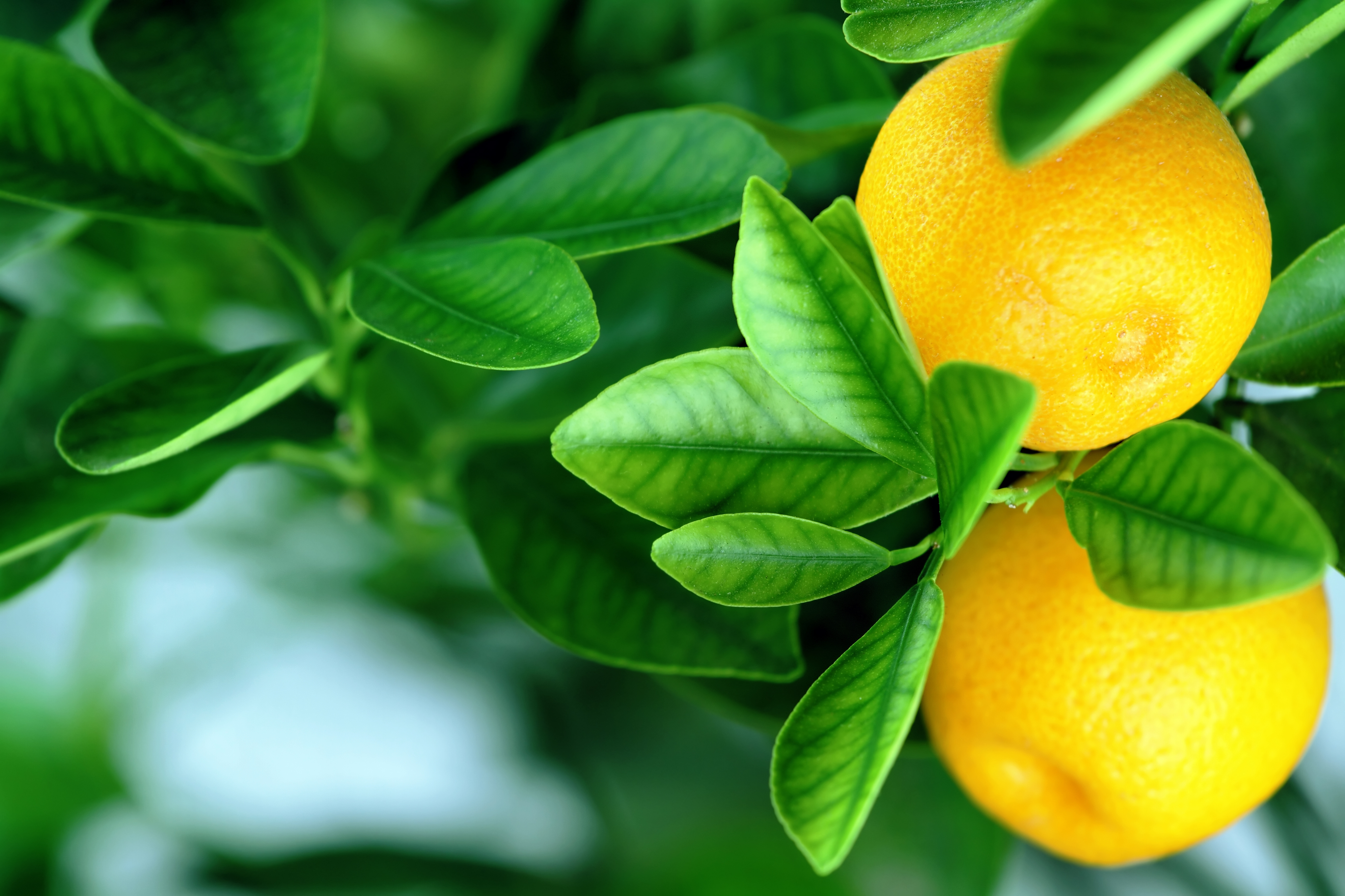Фруктовый лист. Сорт Ламас лимон. Цитрус (Citrus) – лимон дерево. Лимон Citrus Limon. Цитрус (комнатное растение) лимон Мейера.