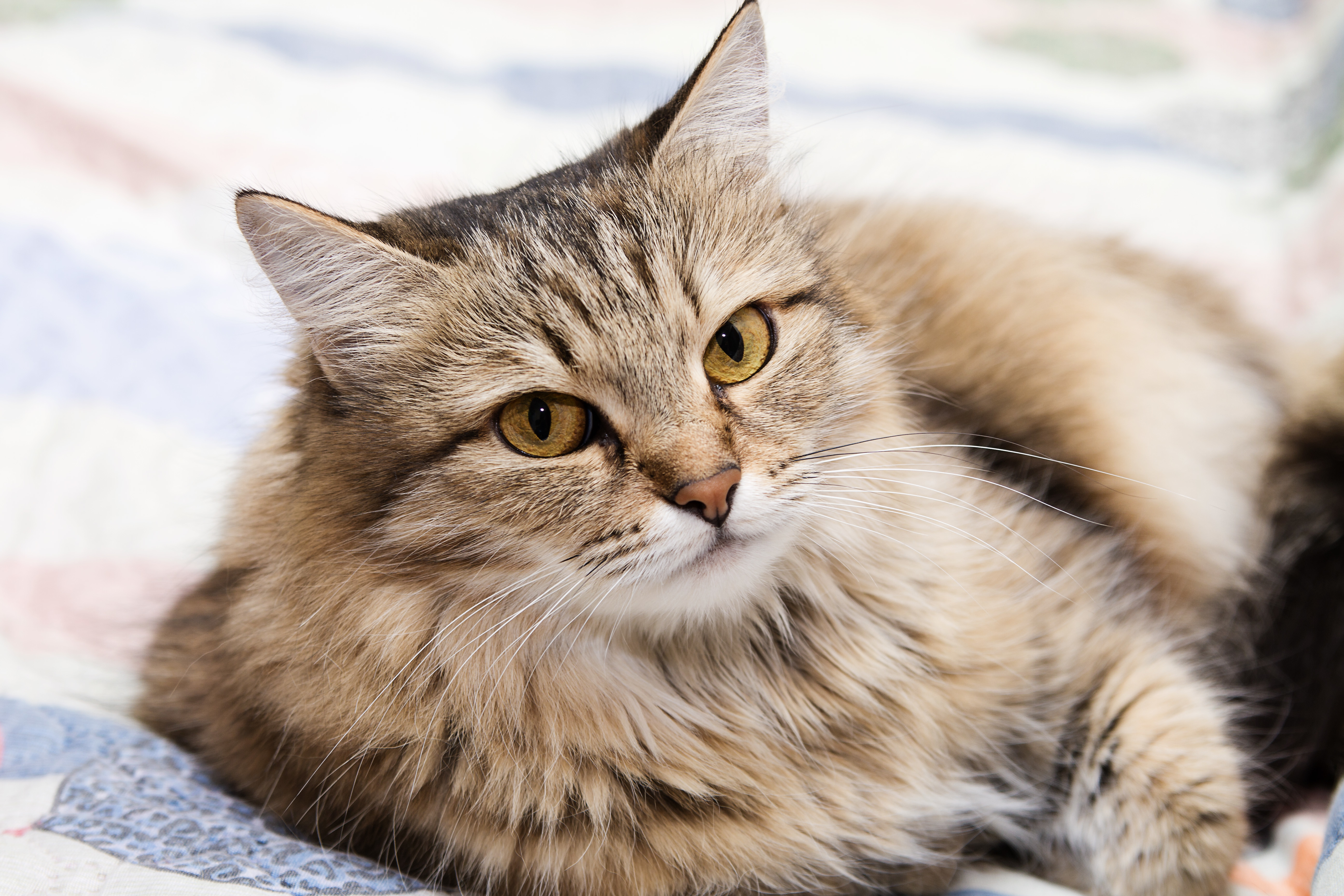 кот сибирской породы. русско сибирская кошка. сибирская кошка. сибирски. ветерок сиберия сибирская кошка.