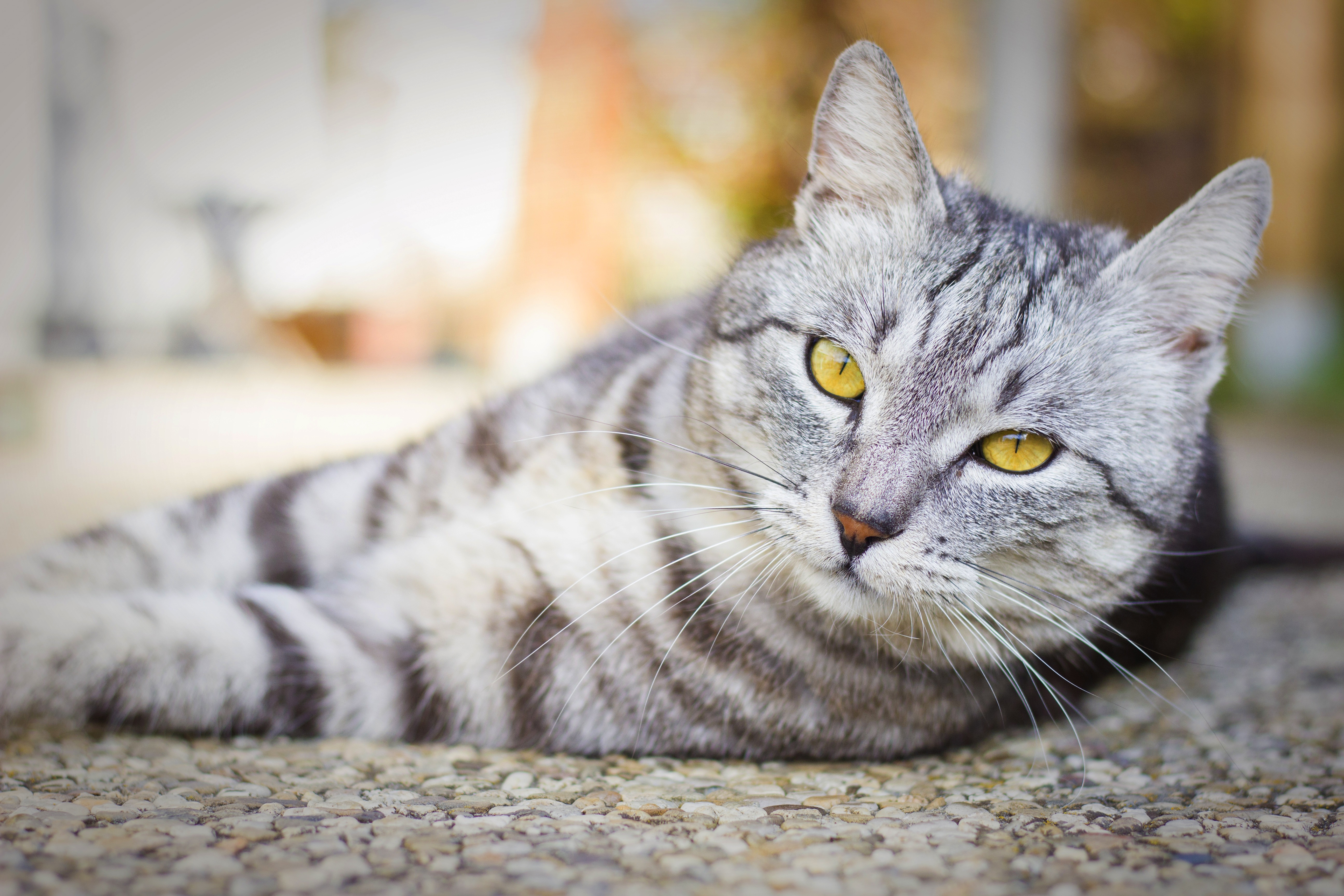 Кошка в полоску порода. Британский короткошерстный кот полосатый. Британская короткошёрстная кошка. Британская кошка короткошерстная полосатая. Европейская короткошерстная табби.