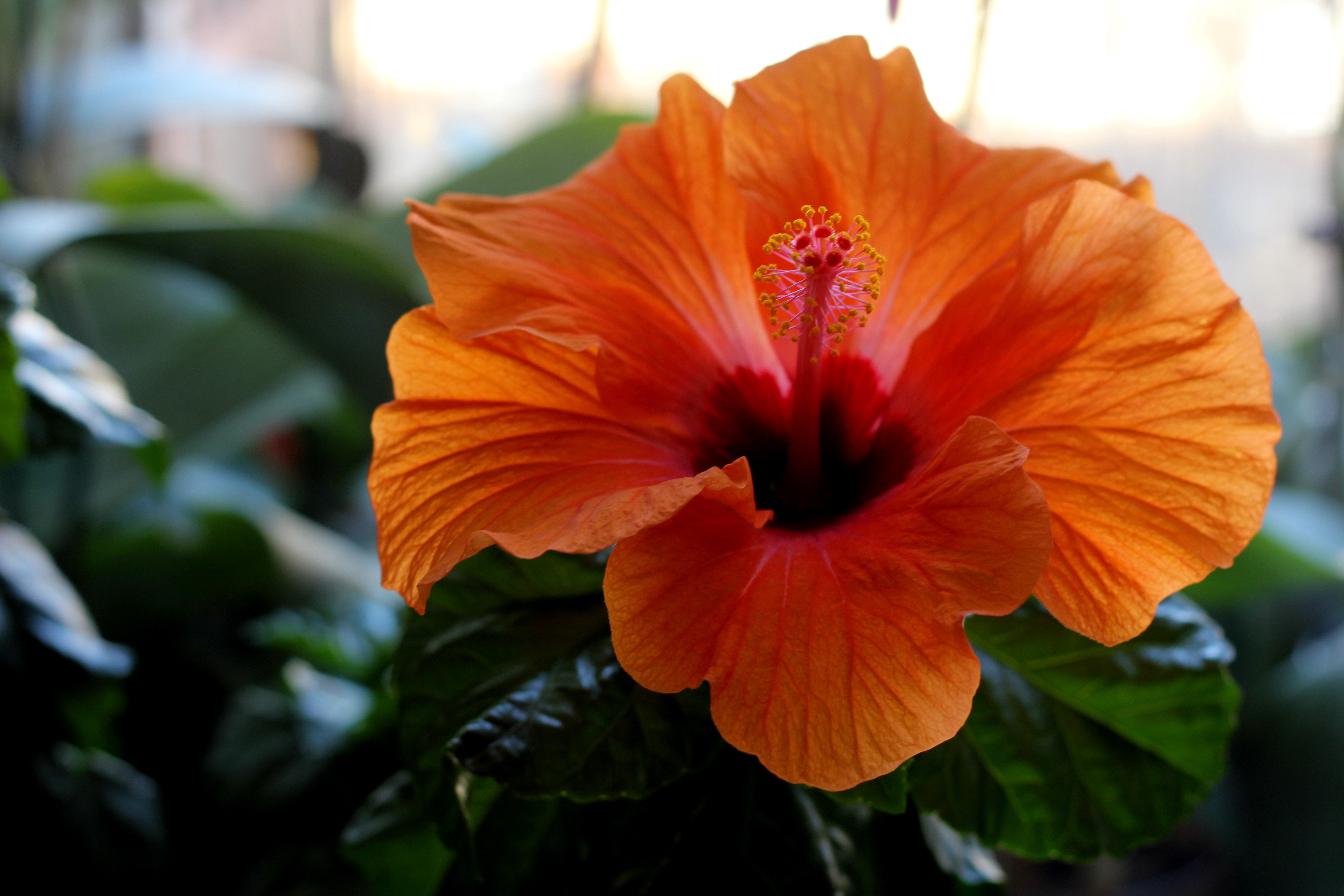 Цветы оранжевого цвета названия и фото. Гибискус желтый. Гибискус Sabaudia. Гибискус (Hibiscus).. Гибискус кроссандра комнатный.