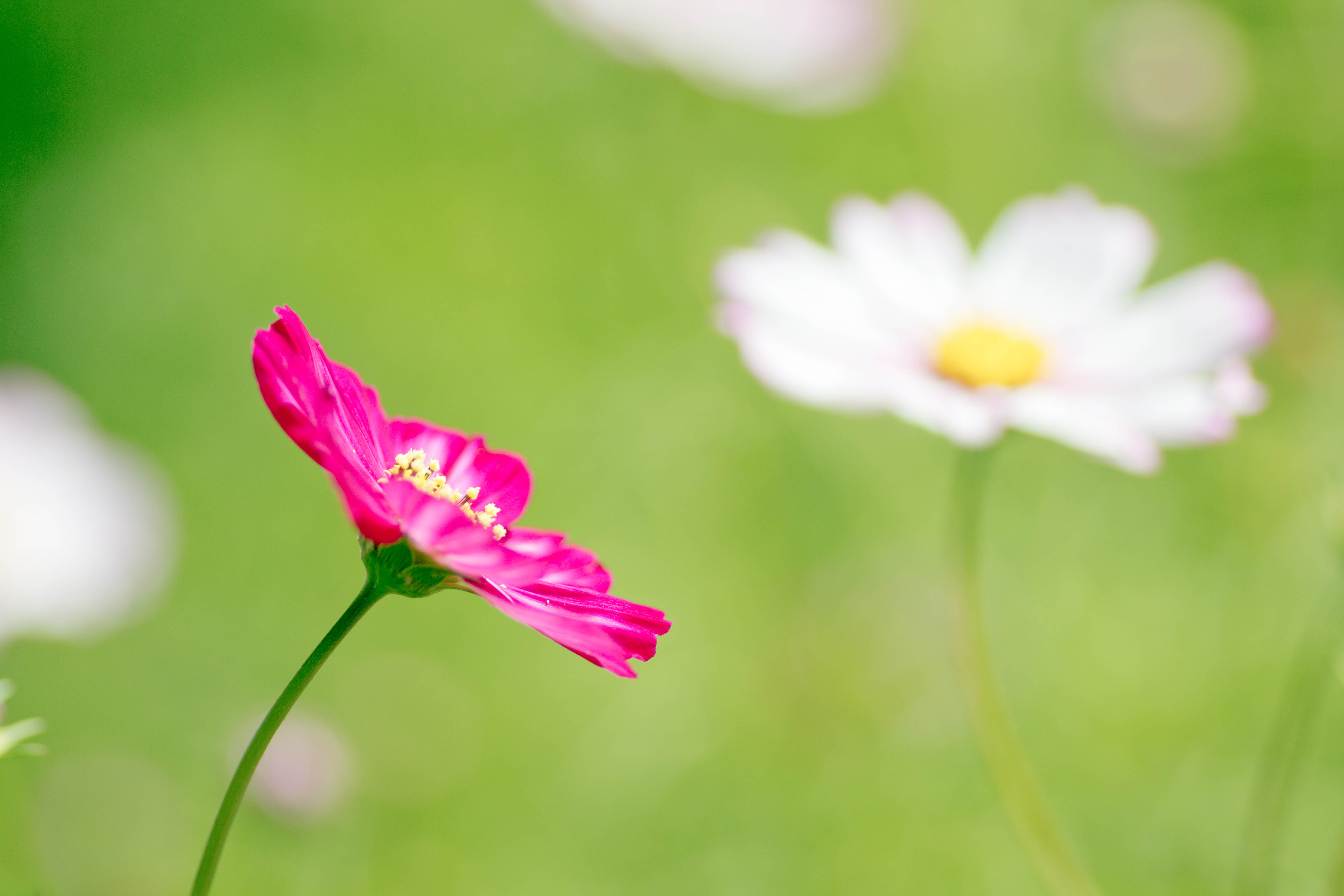 The flowers. Цветы на зеленом фоне. Зеленый фон с цветочками. Розовые цветы на салатовом фоне. Цветы на салатовом фоне.