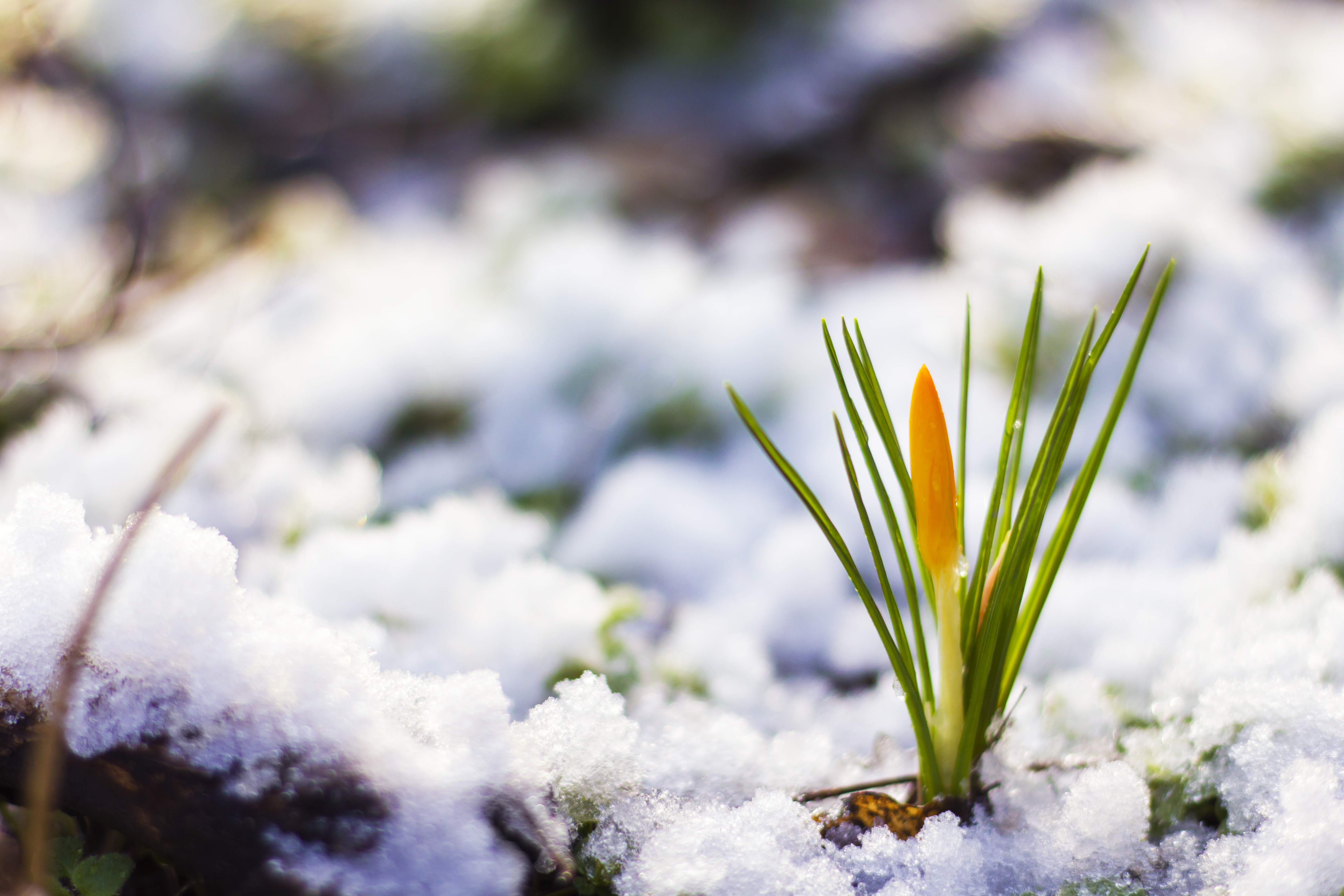 Картинка весенняя природа март. Вена в снегу.