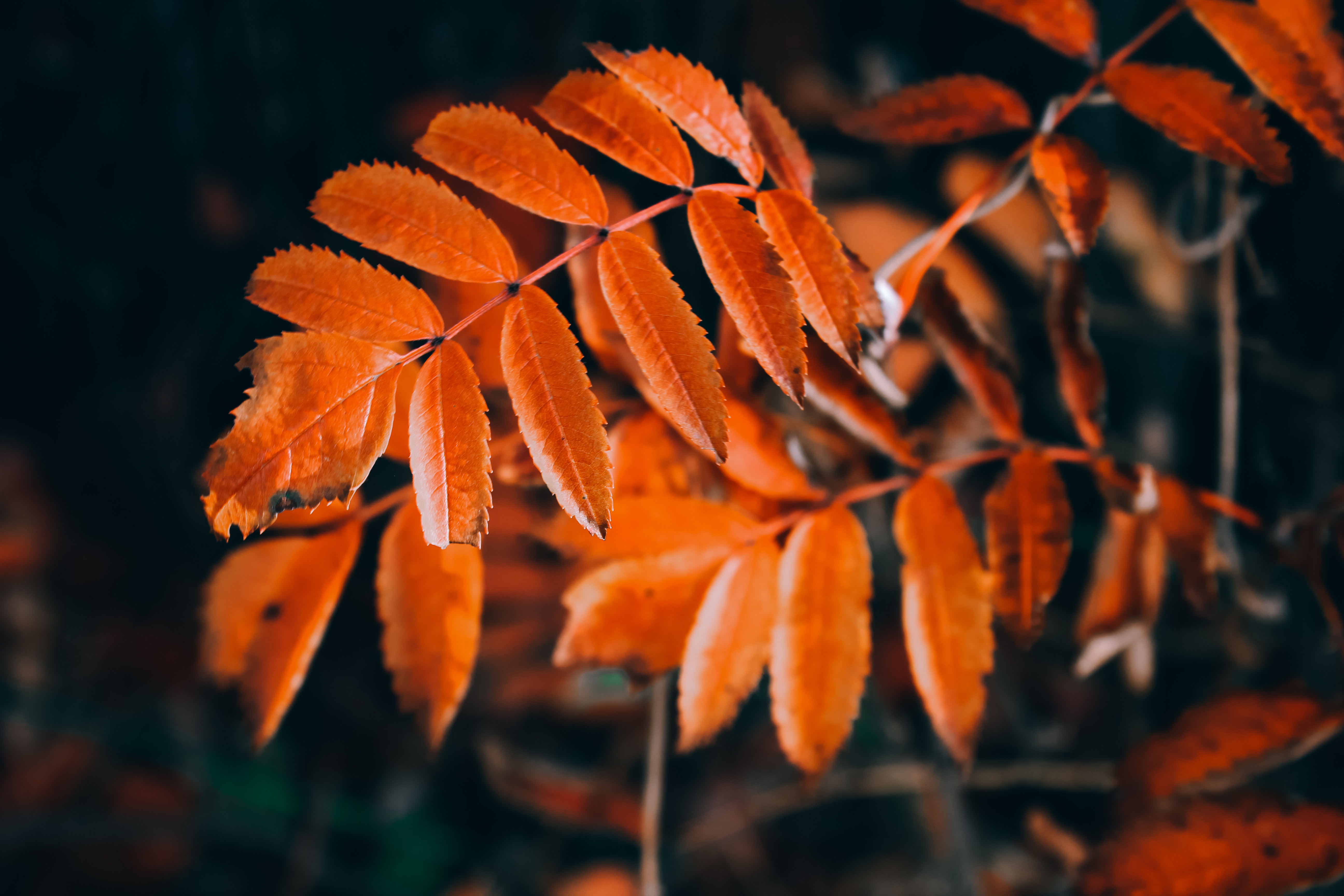 листья рябины фото