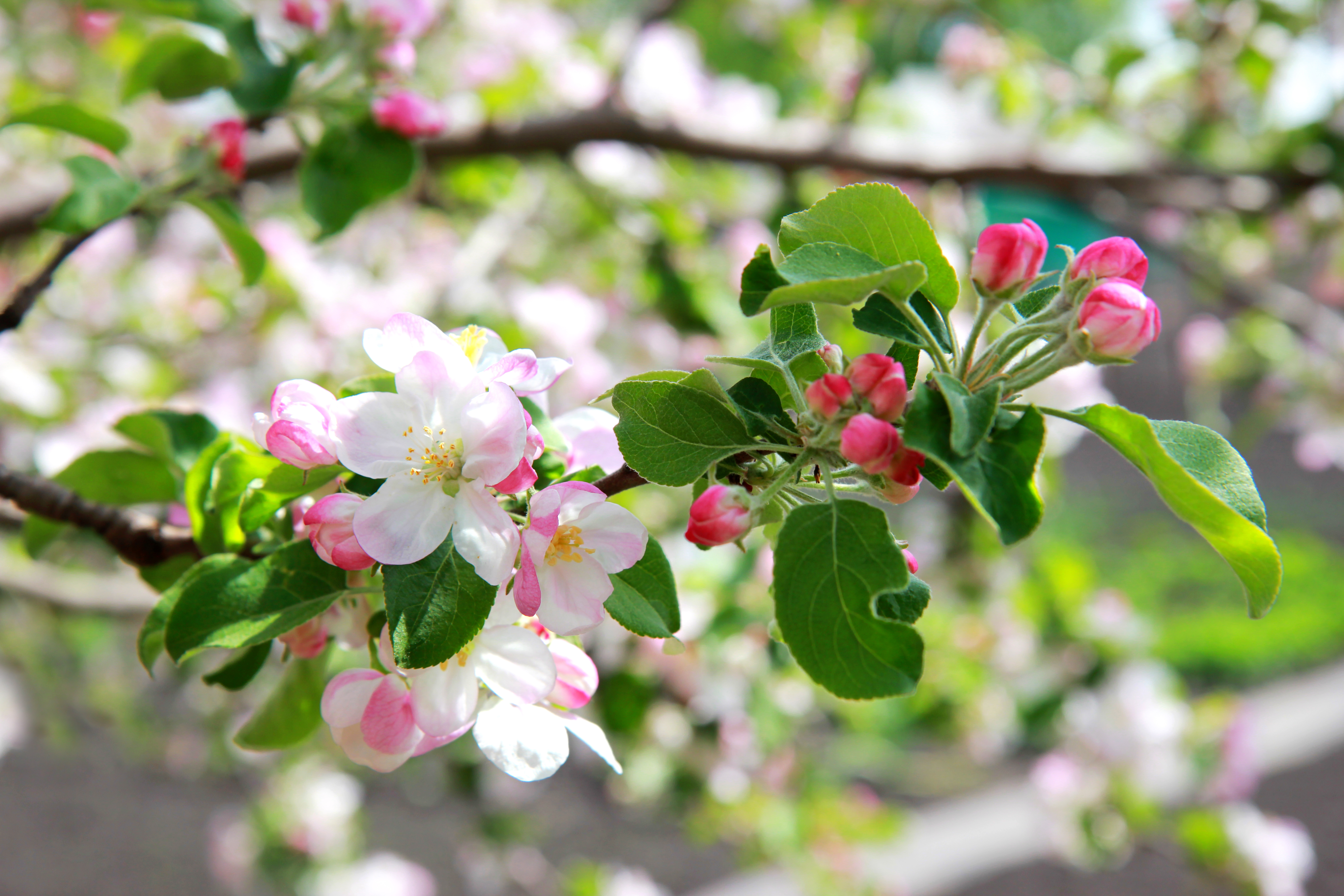 Покажи картинку май. Яблоня Сибирская цветение. Май Цветущая яблоня. Май природа.
