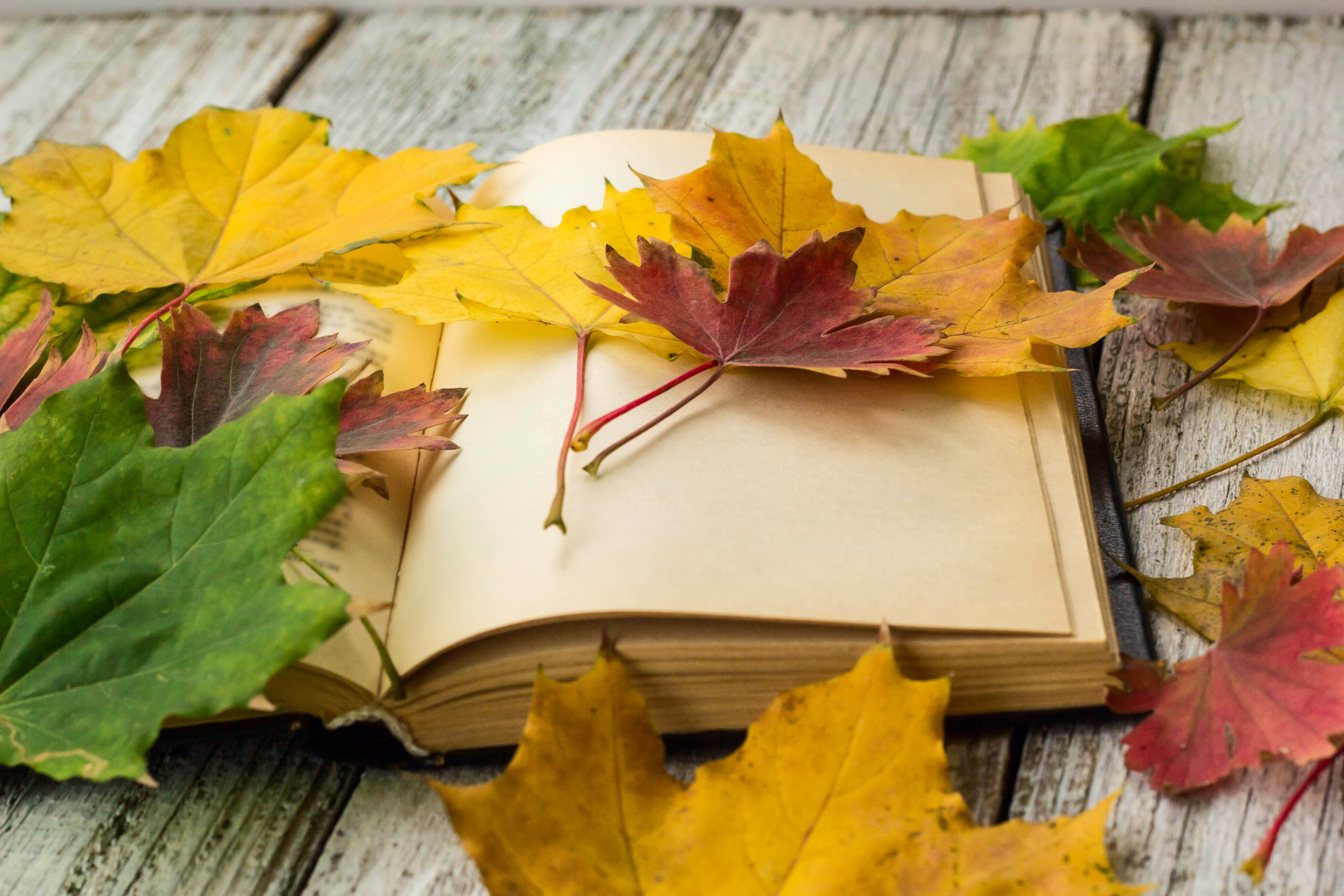Купить осень книга. Осенний фон. Книги про осень. Осенние листья на столе. Осень школа.