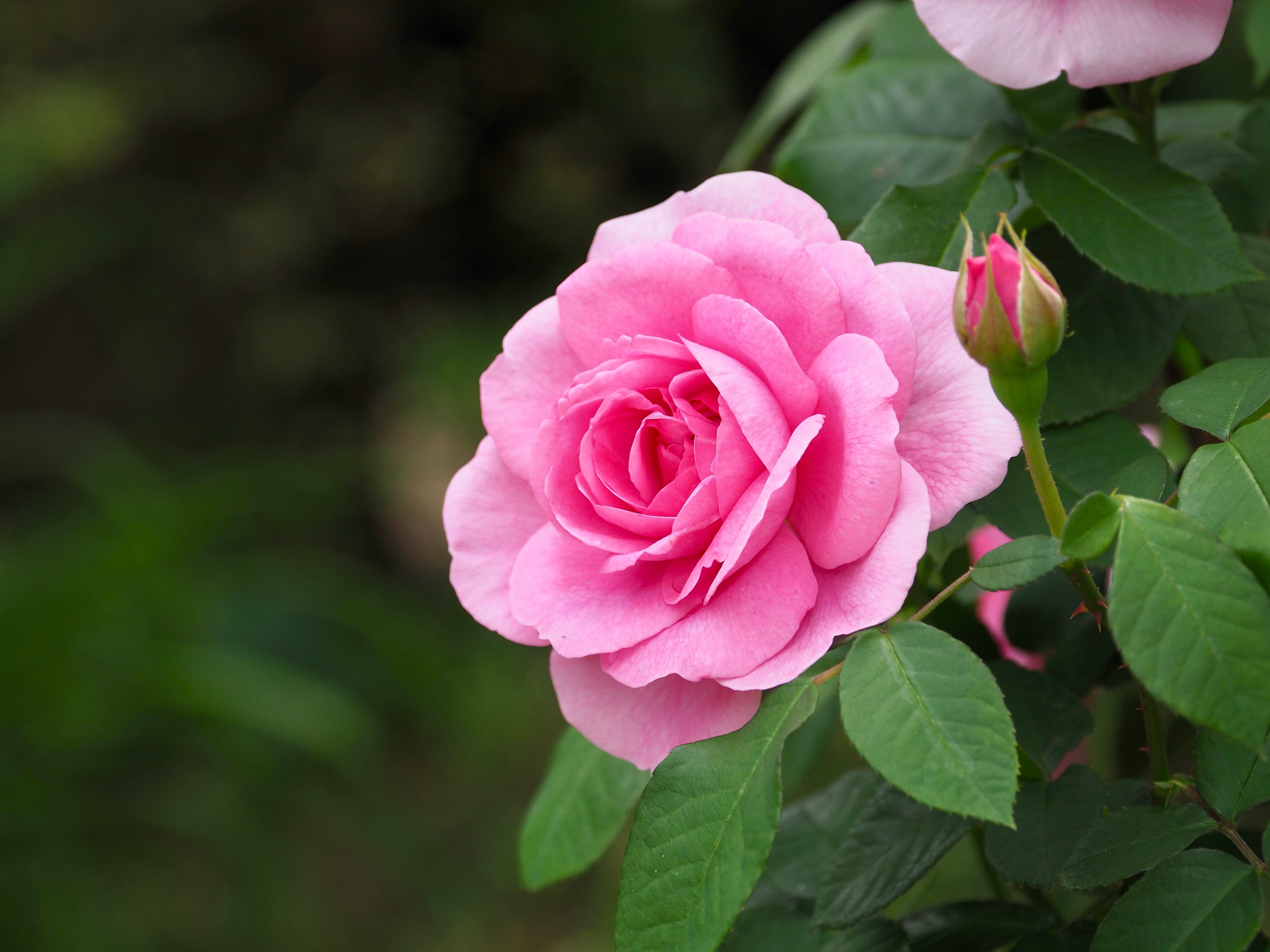 Розовые розы песня elman