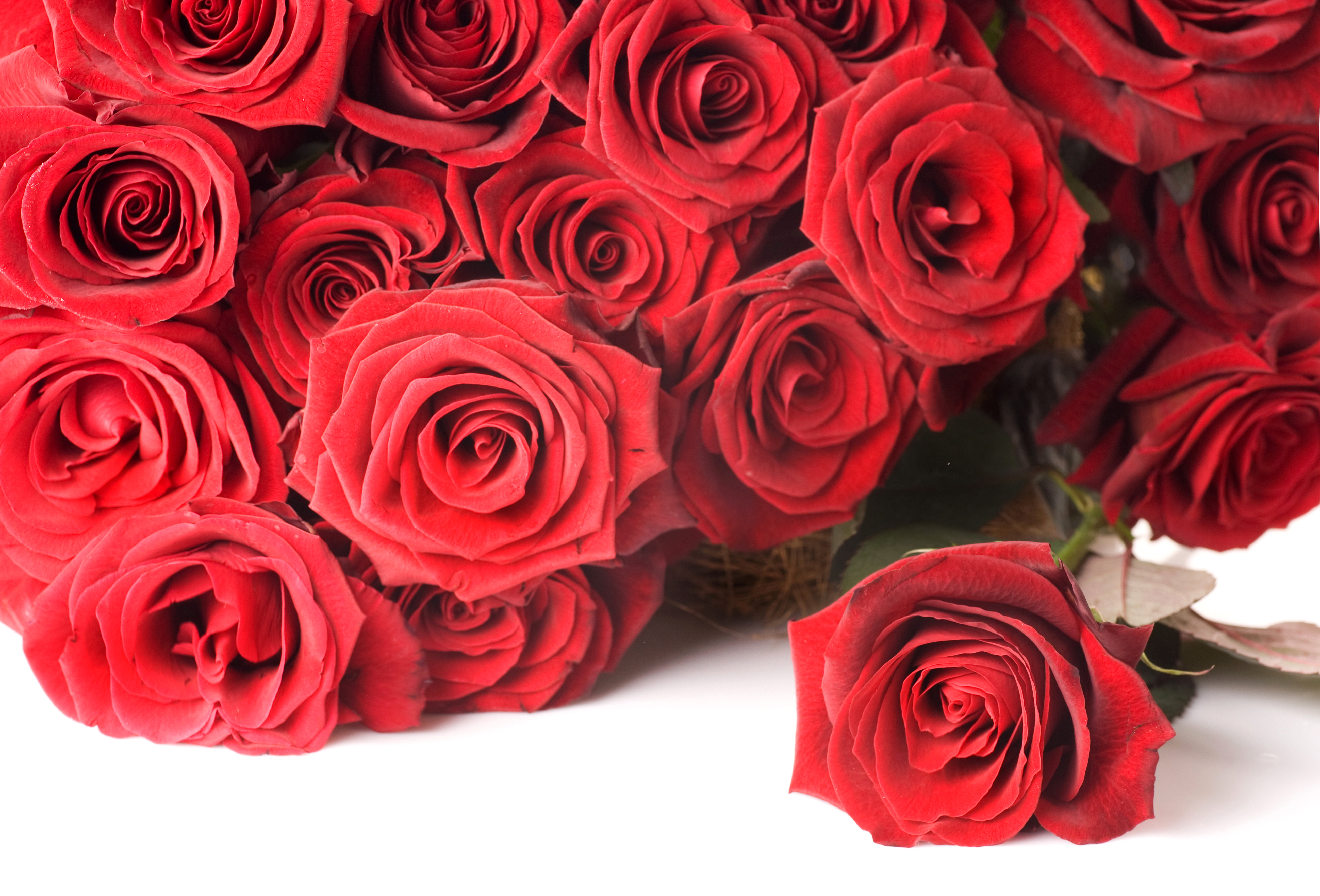 Мама розочки. Букет роз. Красивый букет роз. Шикарные красные розы. Красивый букет красных роз.