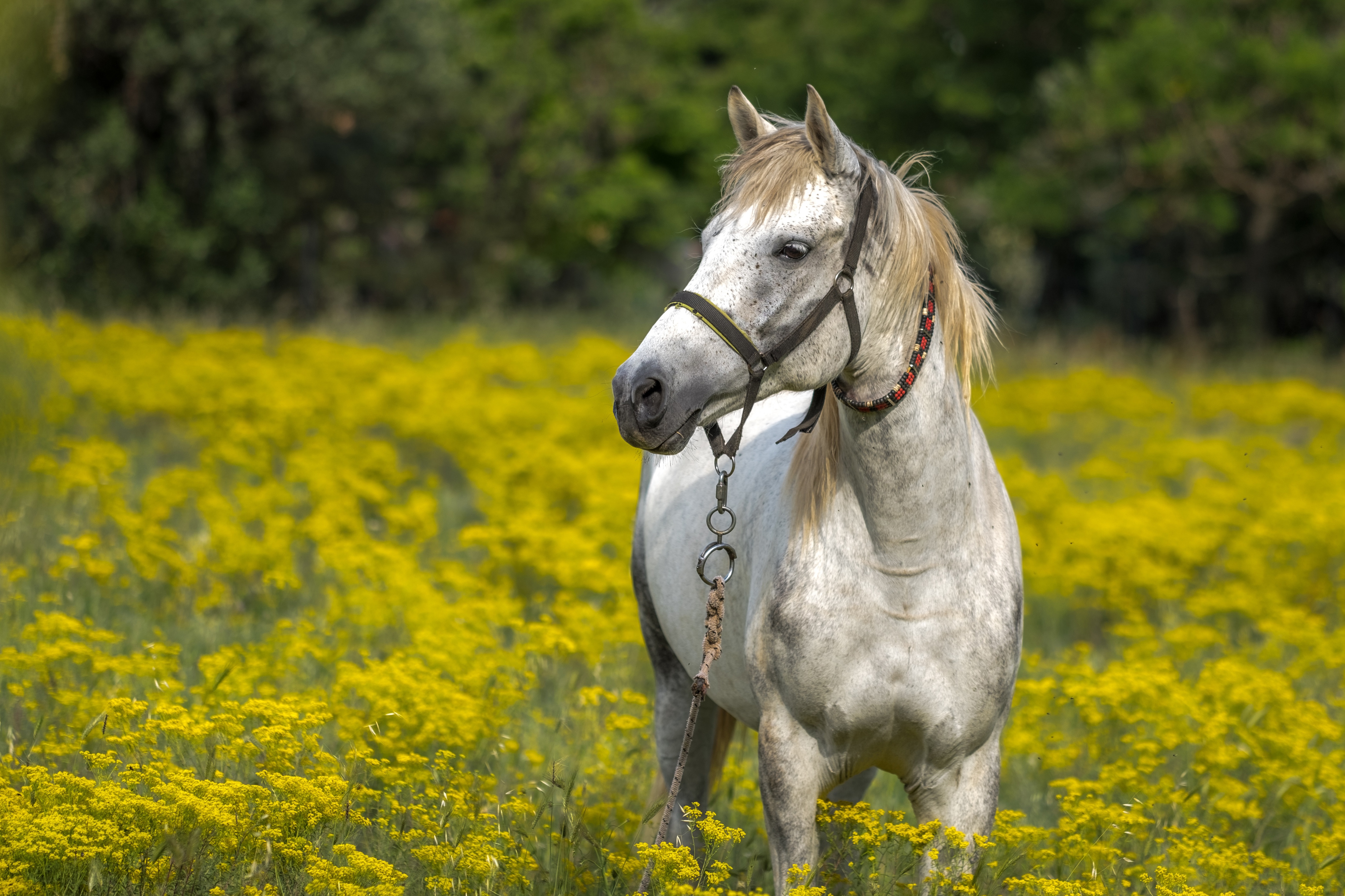 Желтая лошадка. Красивые лошади. Лошадь в поле. Кони на природе. Белый конь.
