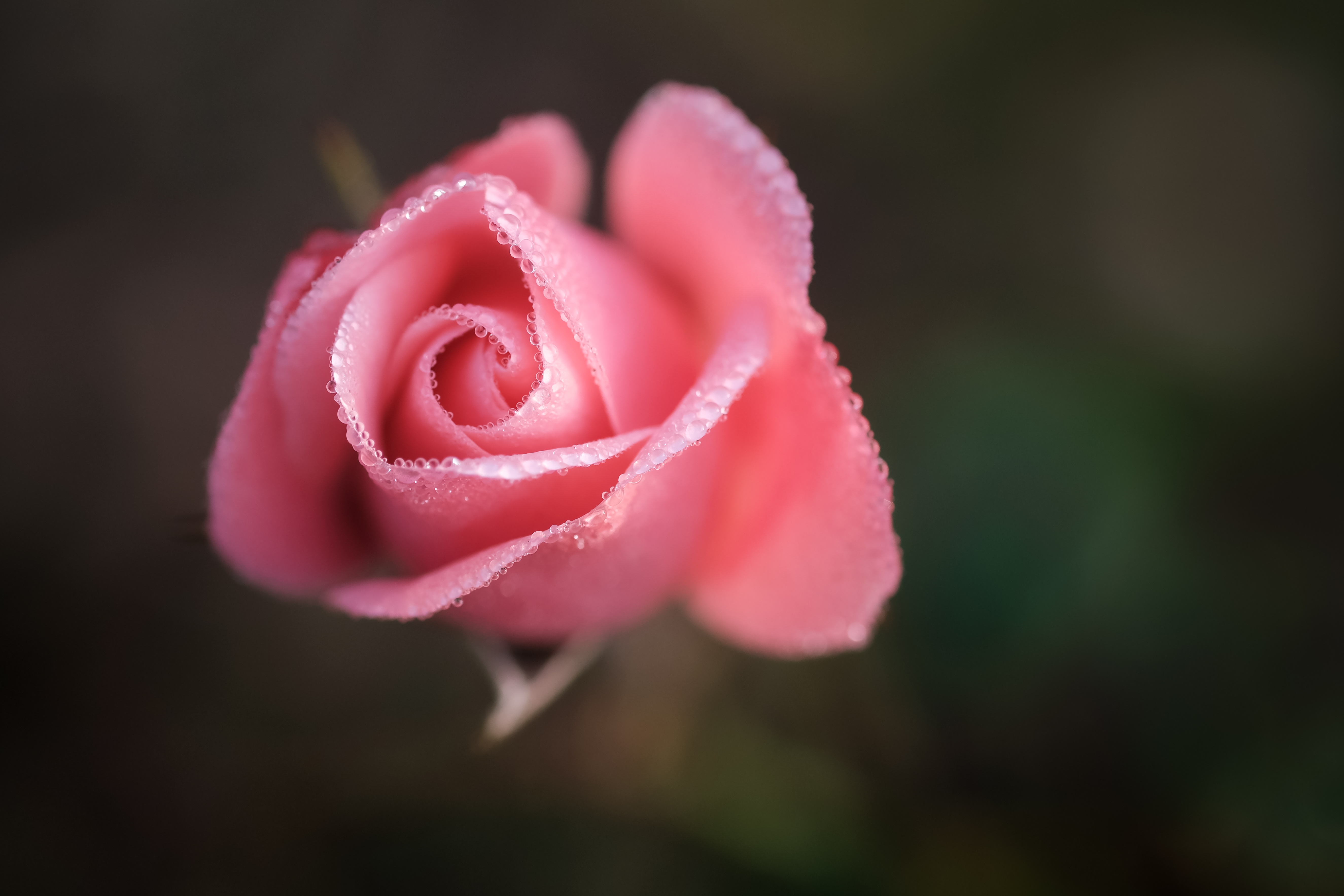 Розочка под. Розовые розы. Розы маленькие бутоны. Бутон розовой розы. Маленький бутончик розы.