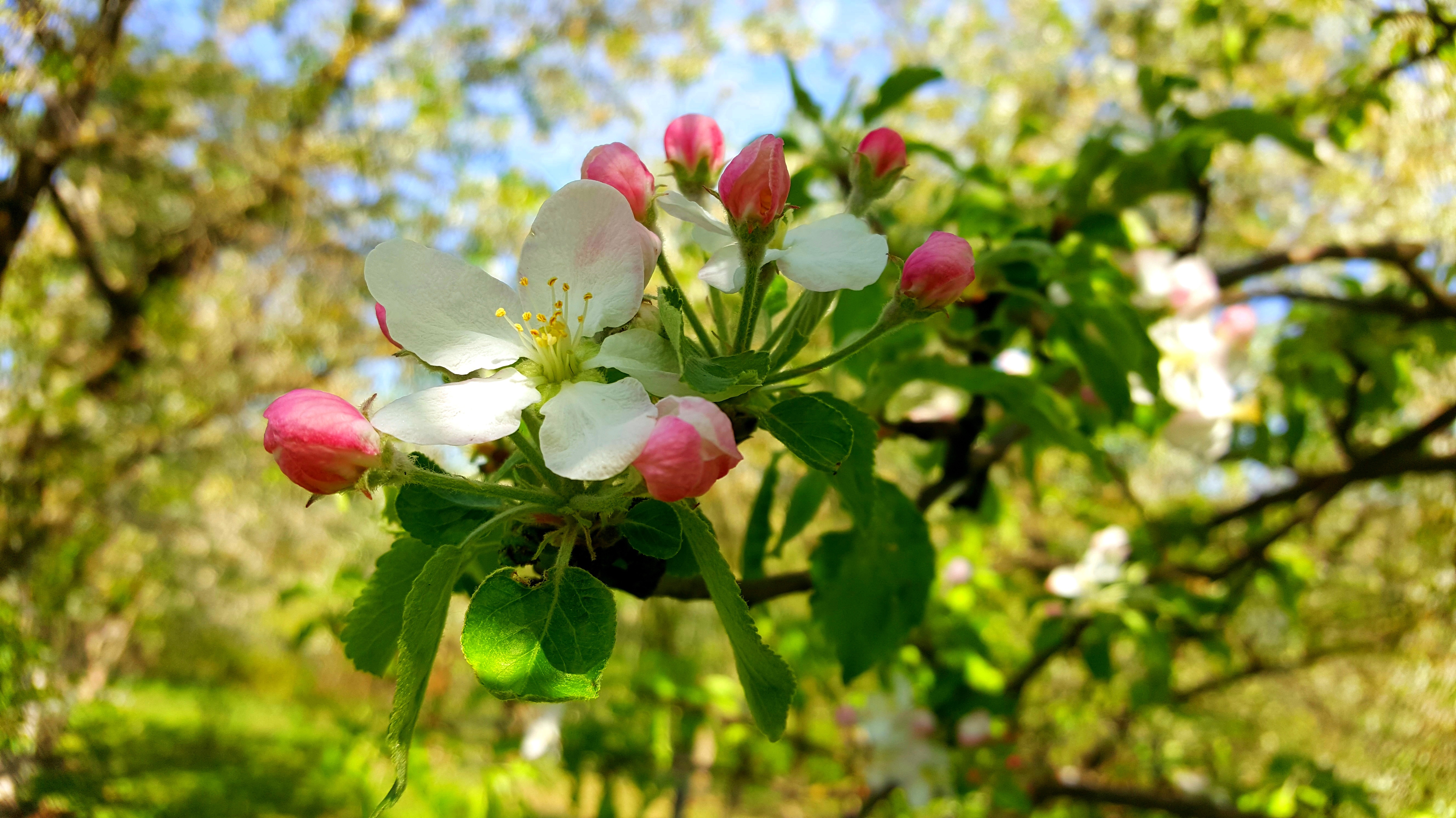 Яблони цветут весной. Яблоня Хидден Роуз. Яблоня обыкновенная цветение. Яблоня Лобо.