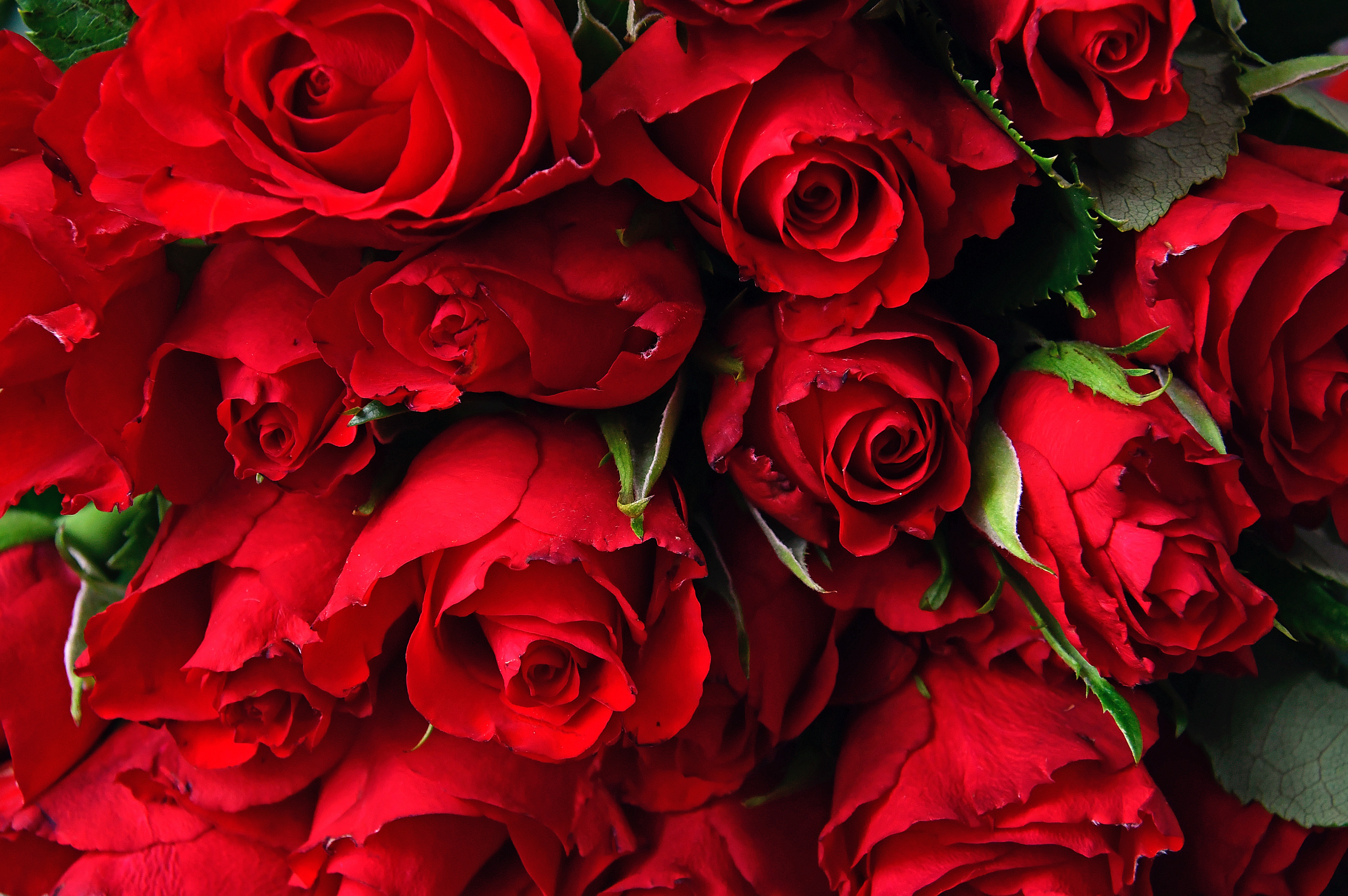 Красивое фото красной розы. Красные розы. Шикарные цветы. Цветы розы красные. Шикарные красные розы.